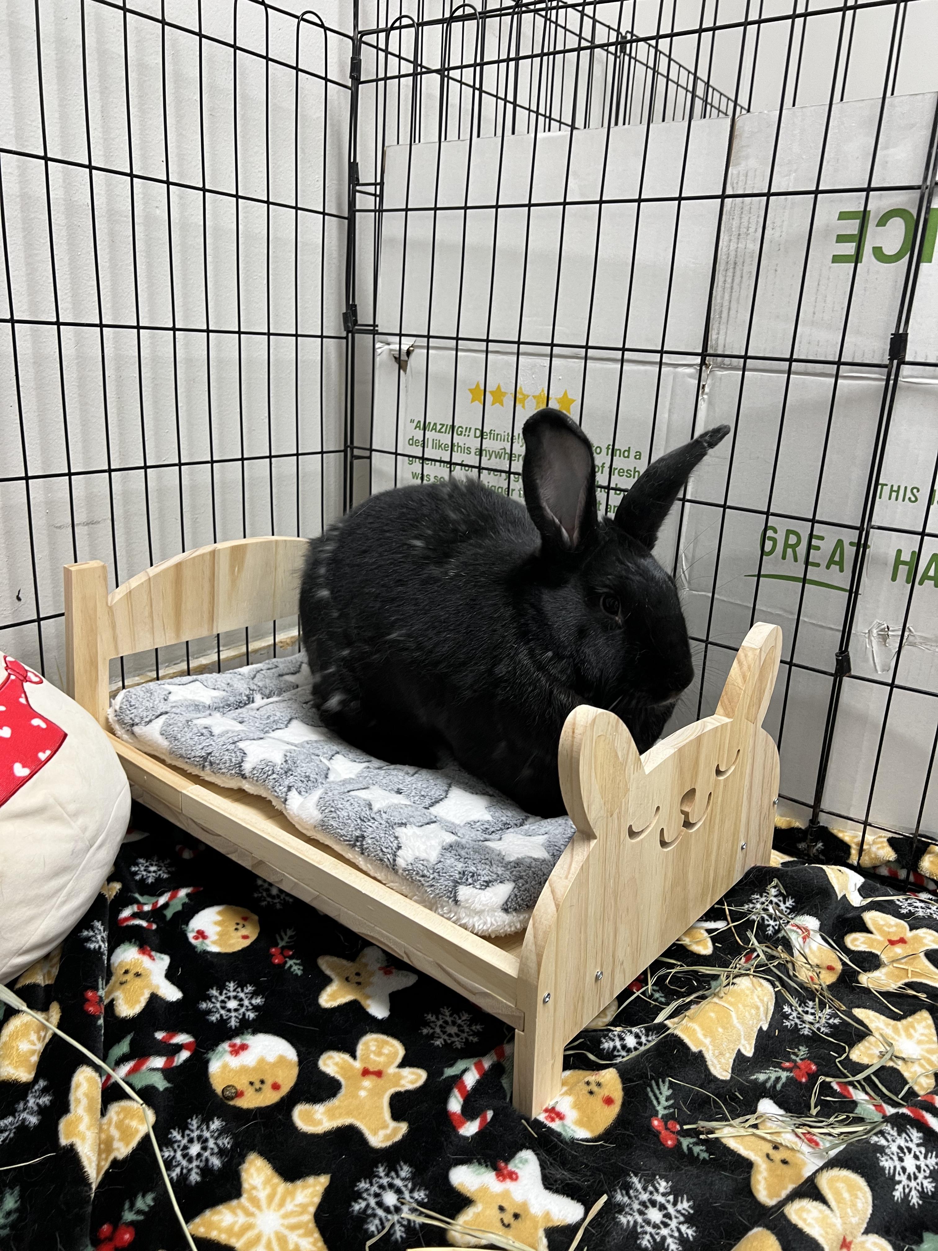 Enlarge Penne, a Adoptable mixed breed in Medford, NY image 4/4
