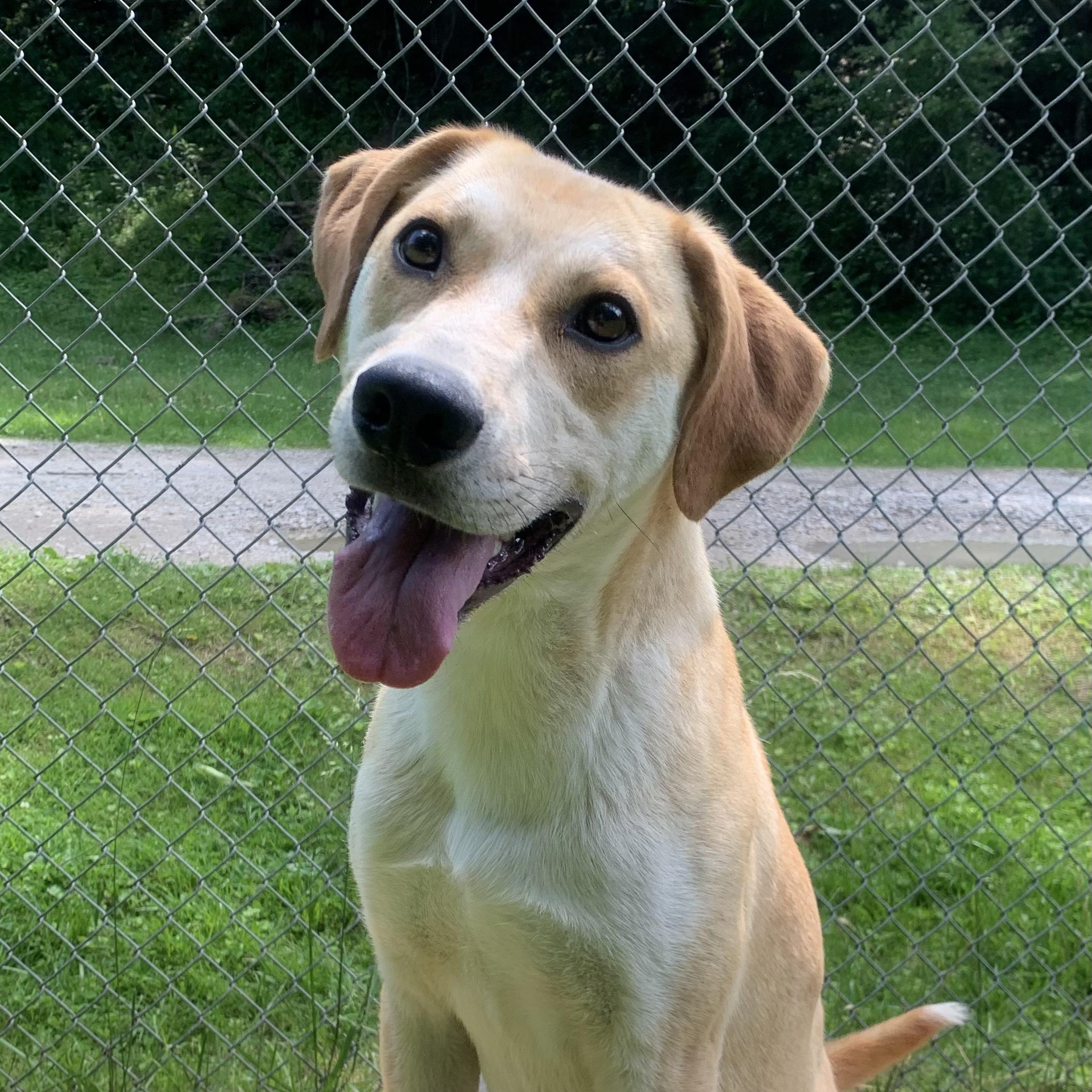 Maddox, a Adoptable Mixed Breed in Ona, WV image 1/6