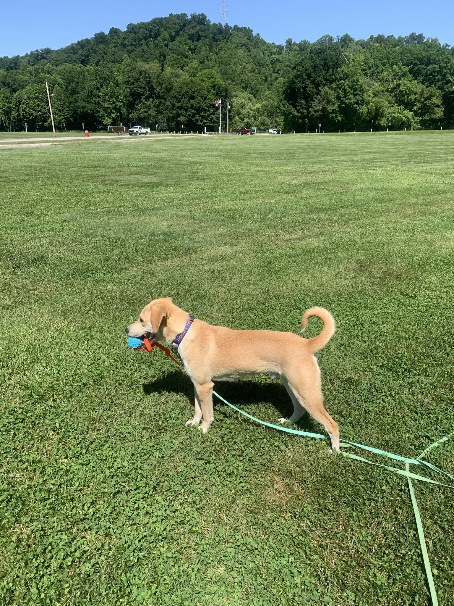 Maddox, a Adoptable Mixed Breed in Ona, WV image 6/6