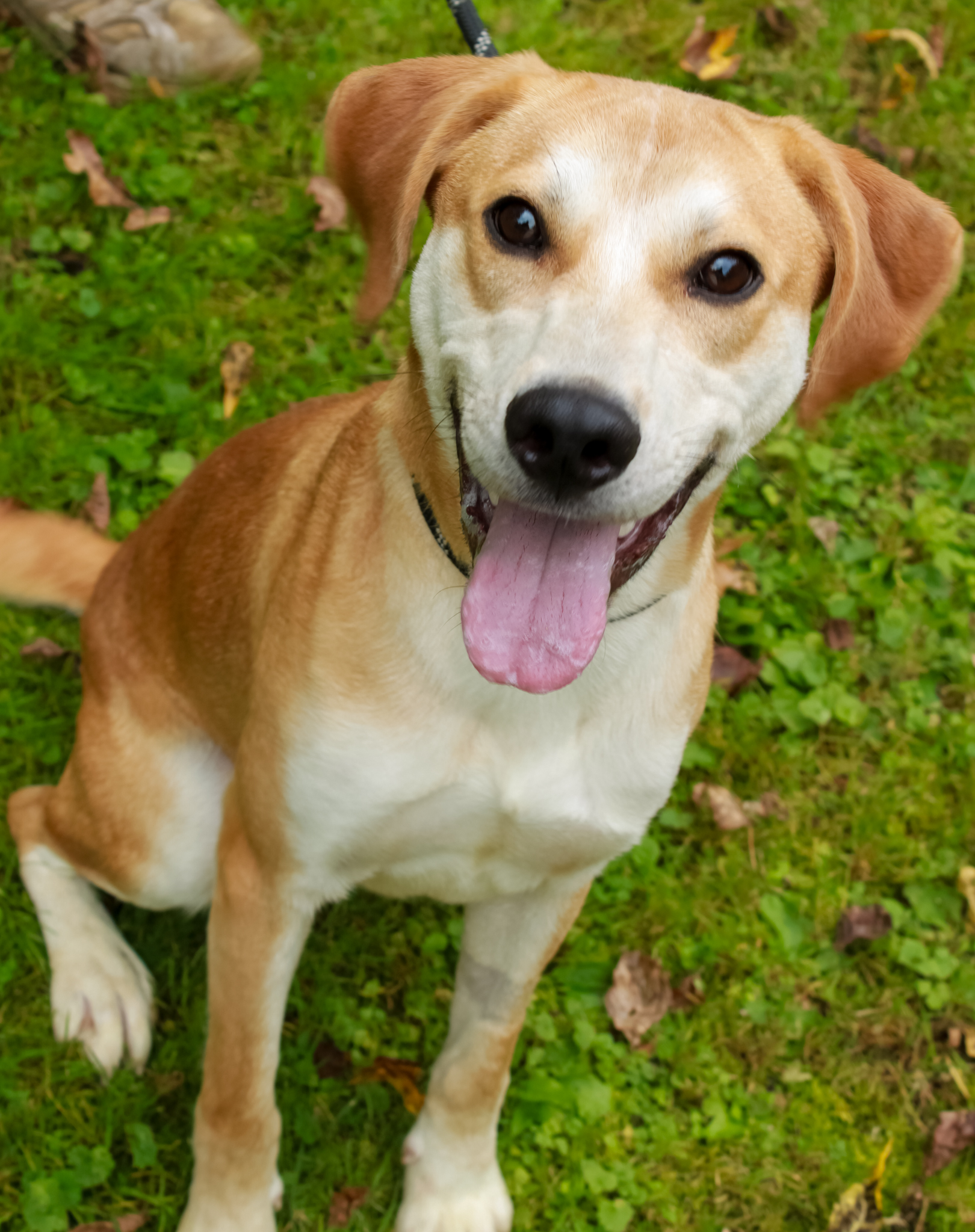 Maddox, a Adoptable Mixed Breed in Ona, WV image 2/6