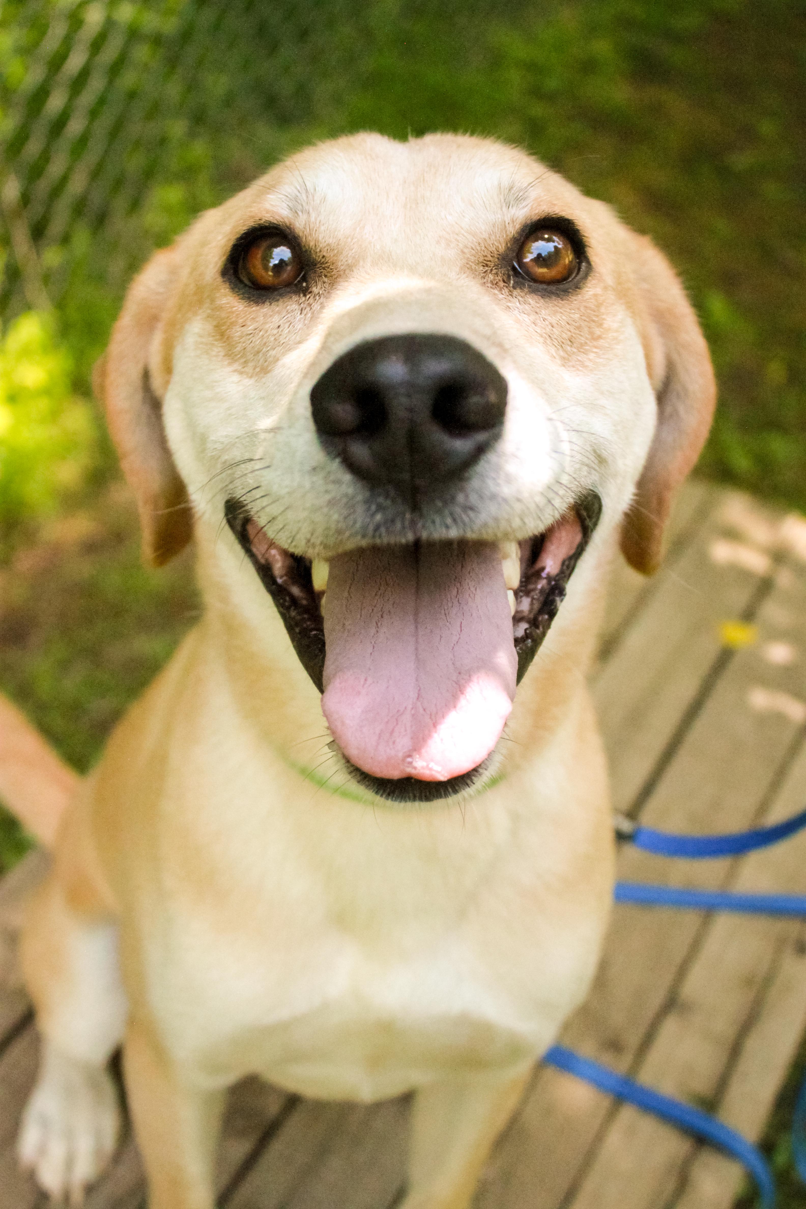 Enlarge Maddox, a Adoptable mixed breed in Ona, WV image 1/6