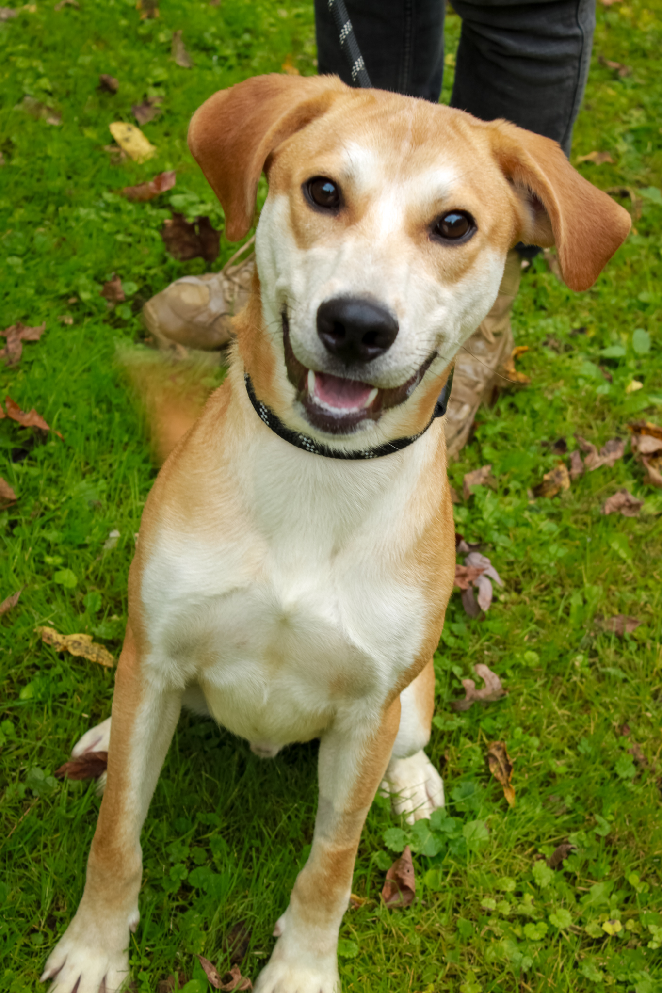 Maddox, a Adoptable Mixed Breed in Ona, WV image 3/6
