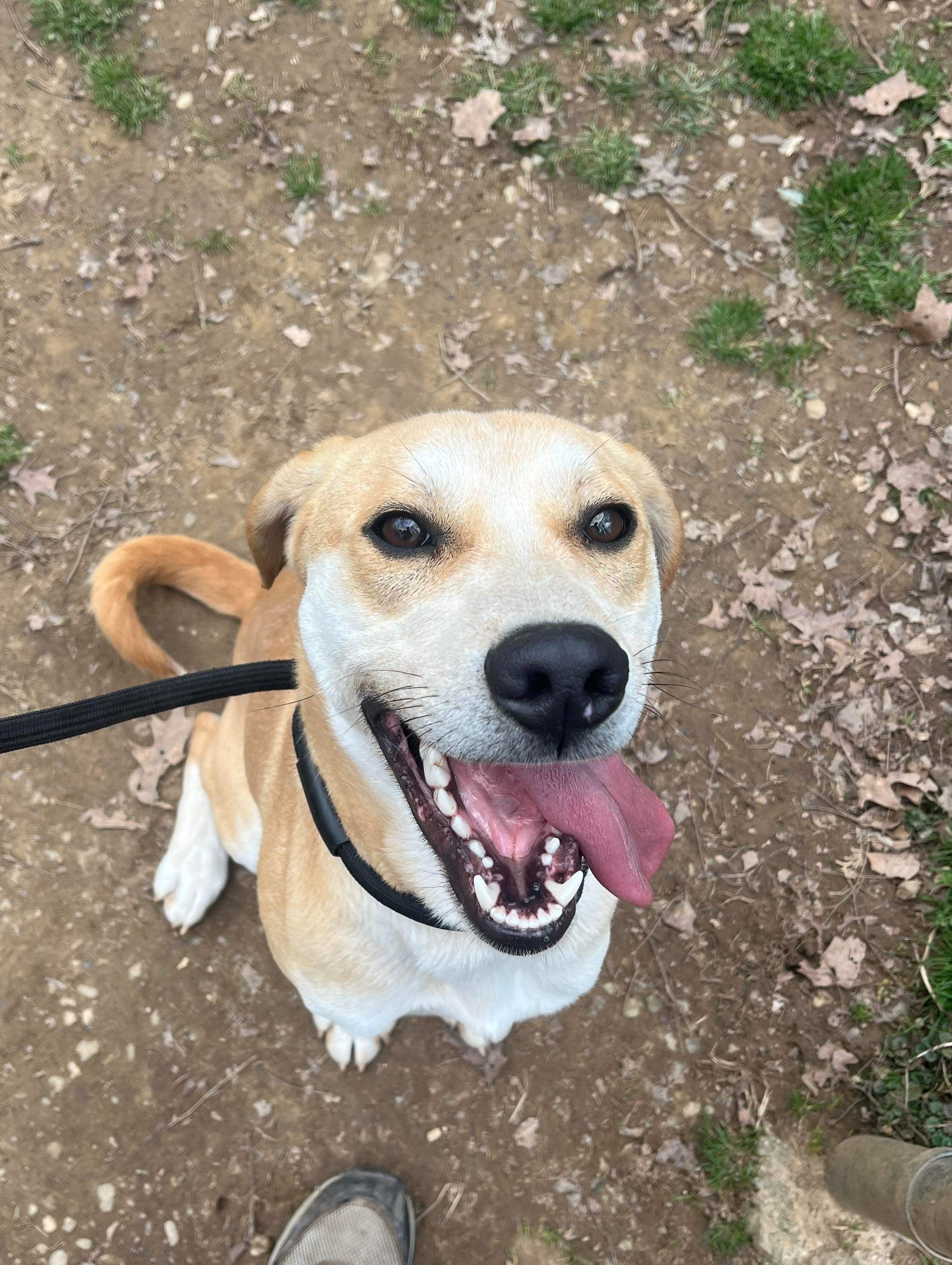 Maddox, a Adoptable Mixed Breed in Ona, WV image 4/6