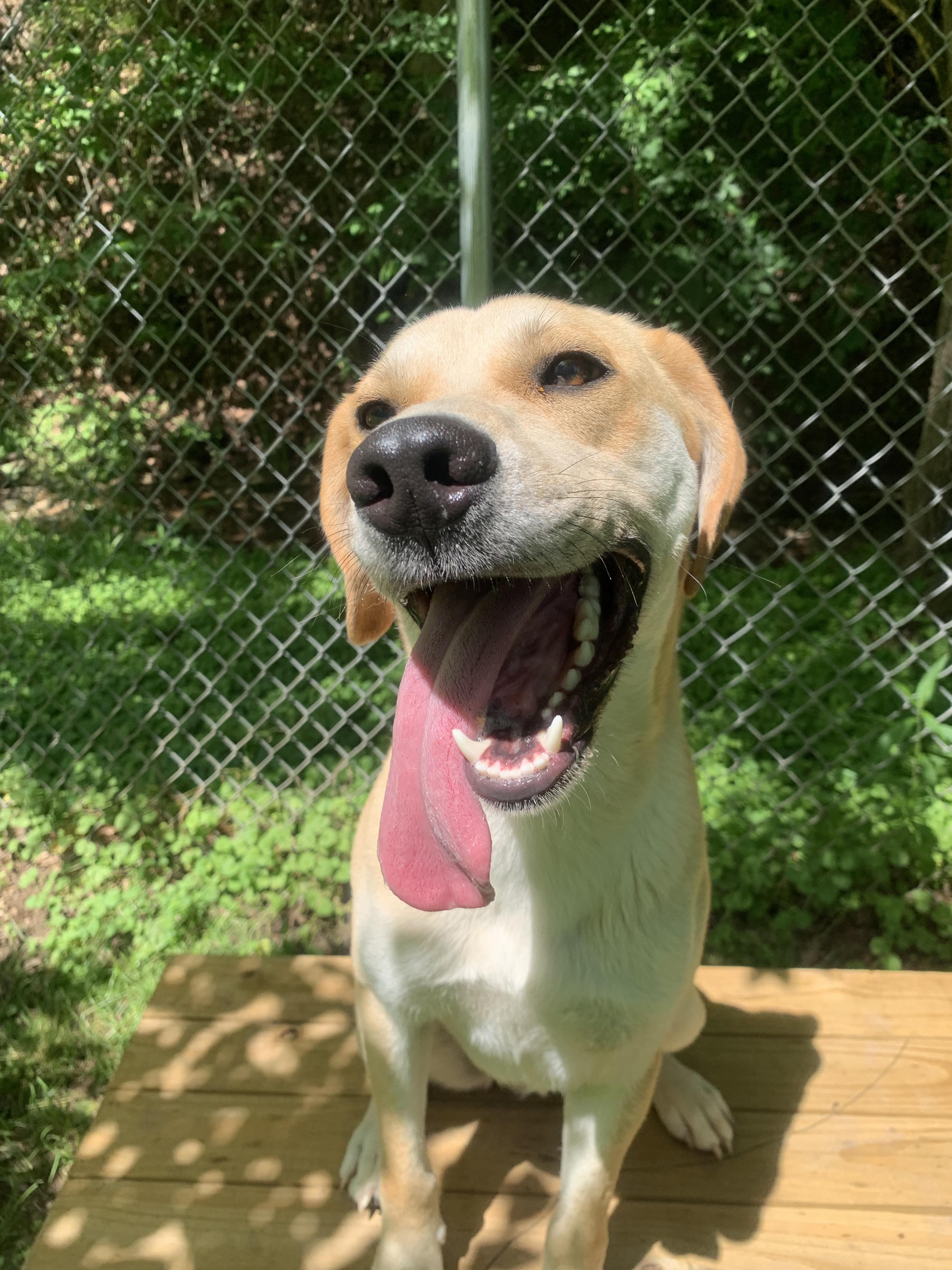 Maddox, a Adoptable Mixed Breed in Ona, WV image 5/6
