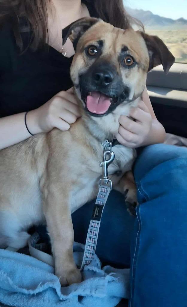 Charlie, a Adoptable mixed breed in Mesa, AZ image 1/2