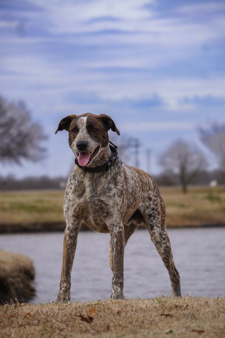 Willie, a Adoptable mixed breed in Tulsa, OK image 1/4