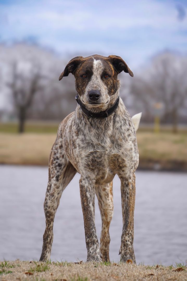 Willie, Adoptable, Young Male Plott Hound.