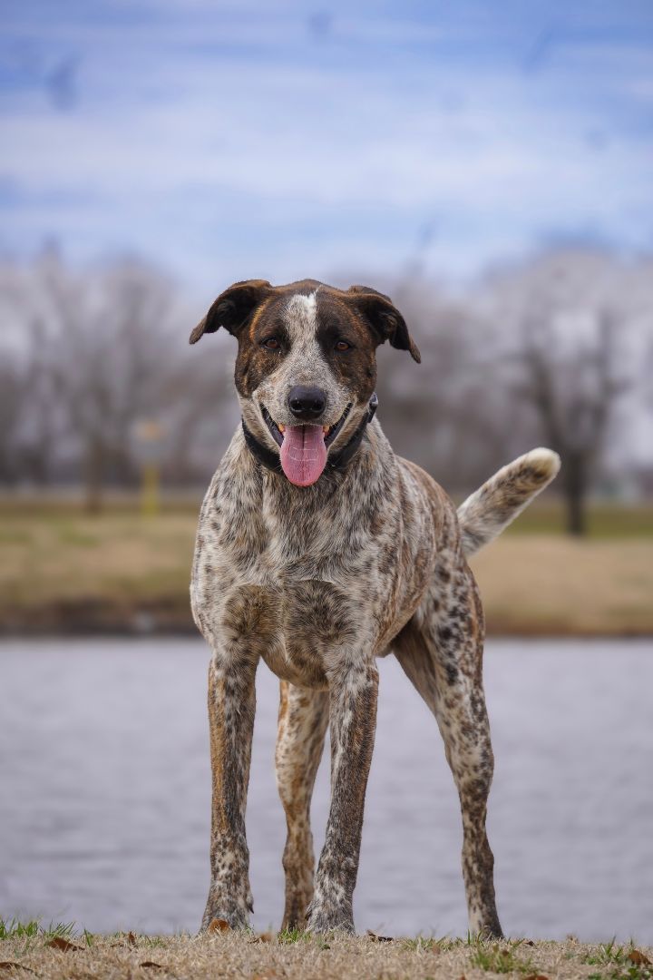 Willie, a Adoptable mixed breed in Tulsa, OK image 3/4
