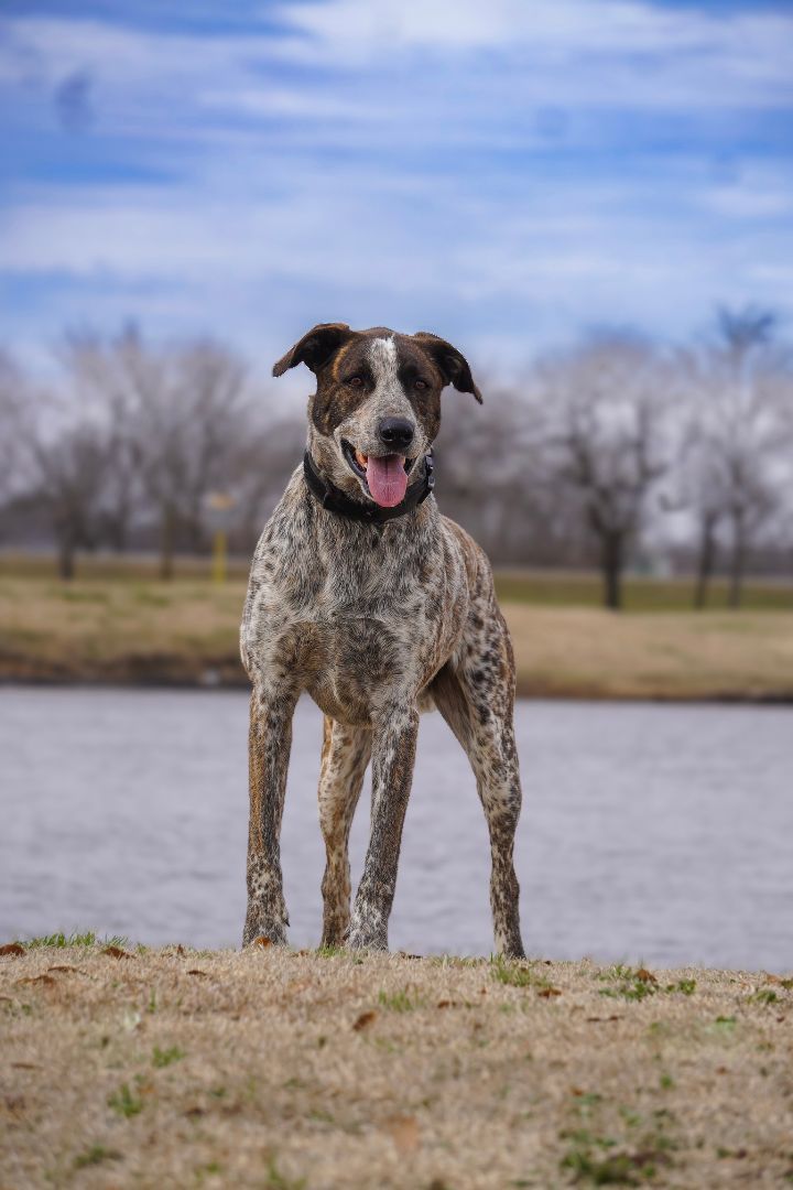 Willie, a Adoptable mixed breed in Tulsa, OK image 4/4