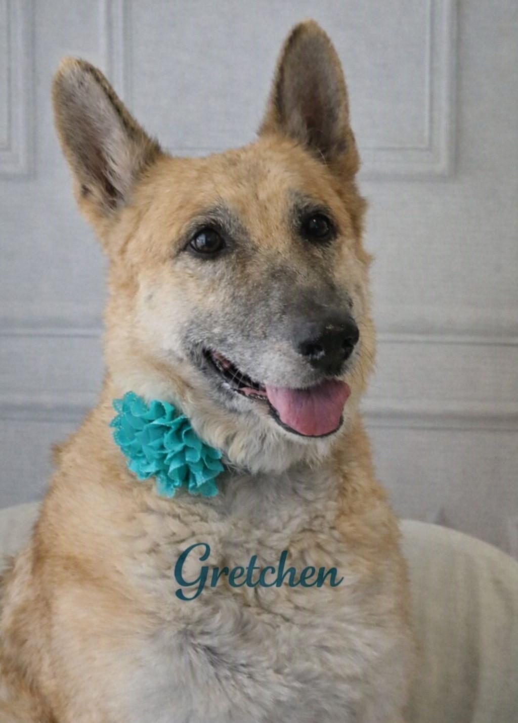 Enlarge Gretchen, a Adoptable mixed breed in Bolivar, TN image 2/2
