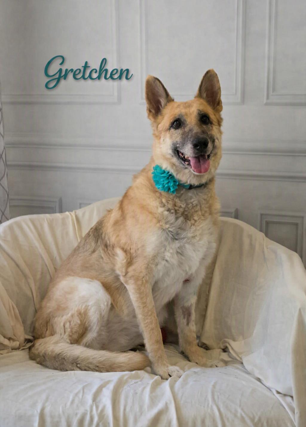 Gretchen, Adoptable, Senior Female Belgian Shepherd / Laekenois & Mixed Breed.