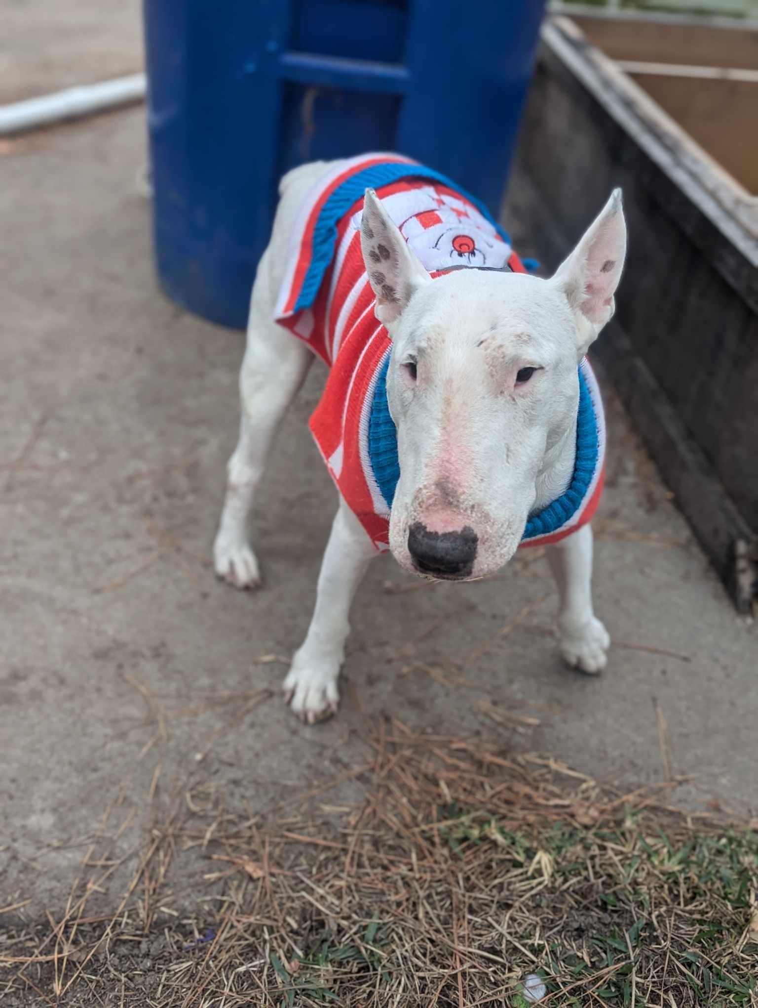 Enlarge 22-075 Walter Texas, a Adoptable Bull Terrier in New York, NY image 1/4