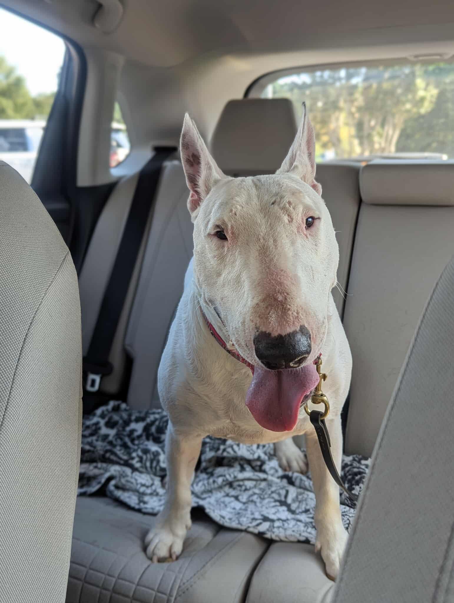 Enlarge 22-075 Walter Texas, a Adoptable Bull Terrier in New York, NY image 2/4