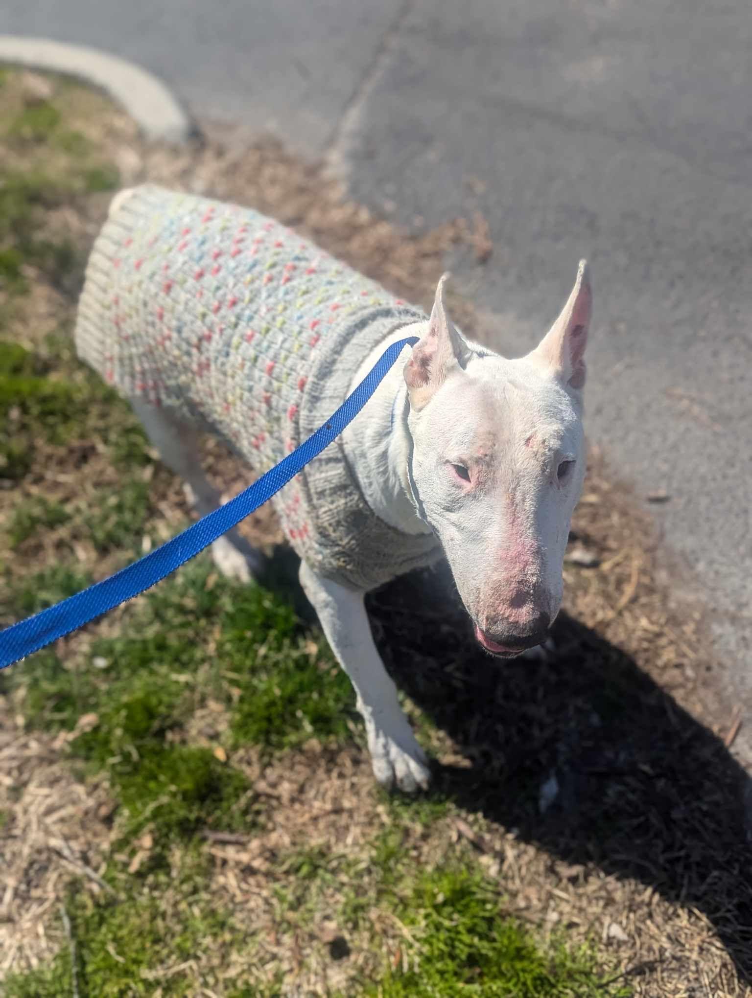 Enlarge 22-075 Walter Texas, a Adoptable Bull Terrier in New York, NY image 3/4