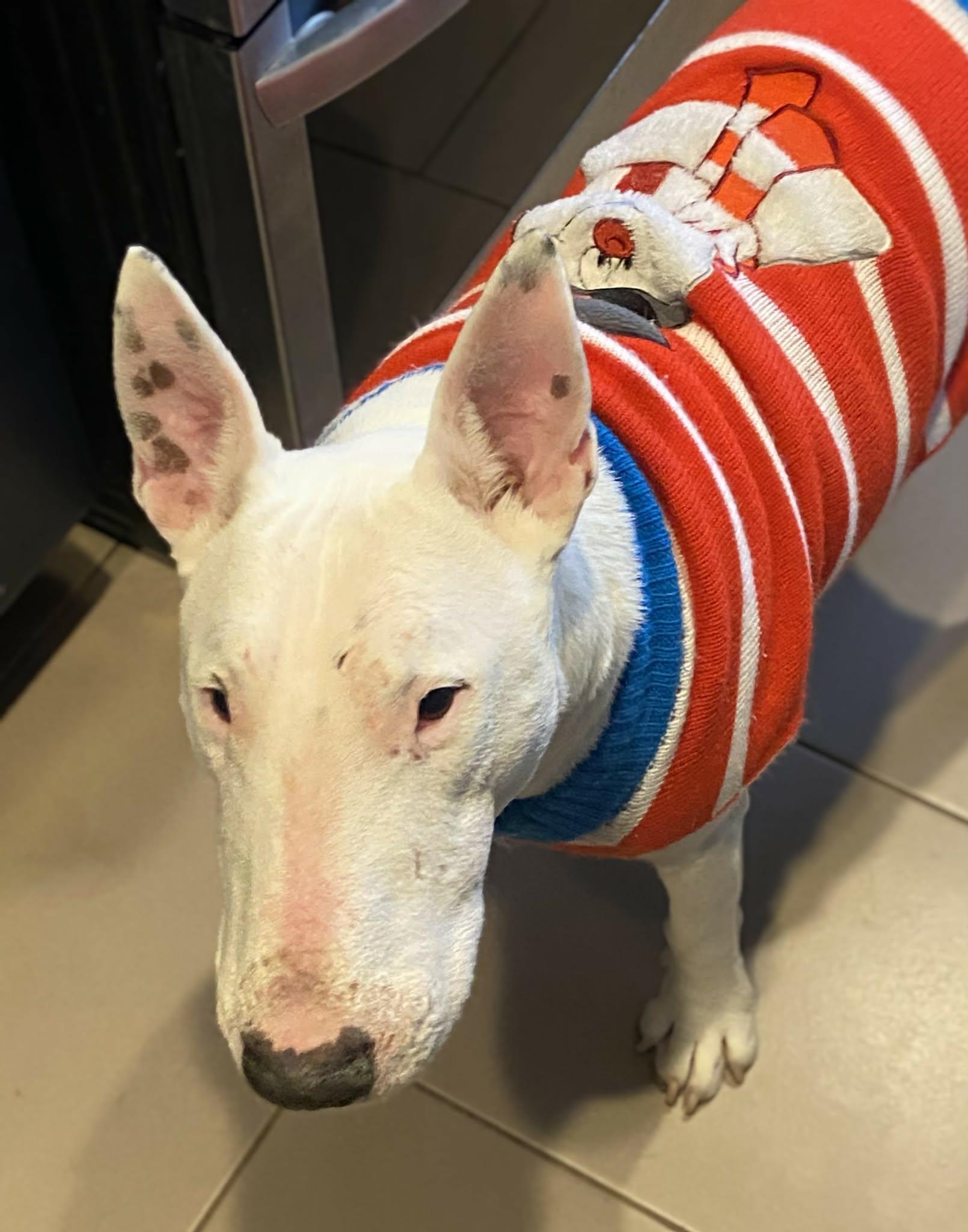 Enlarge 22-075 Walter Texas, a Adoptable Bull Terrier in New York, NY image 4/4