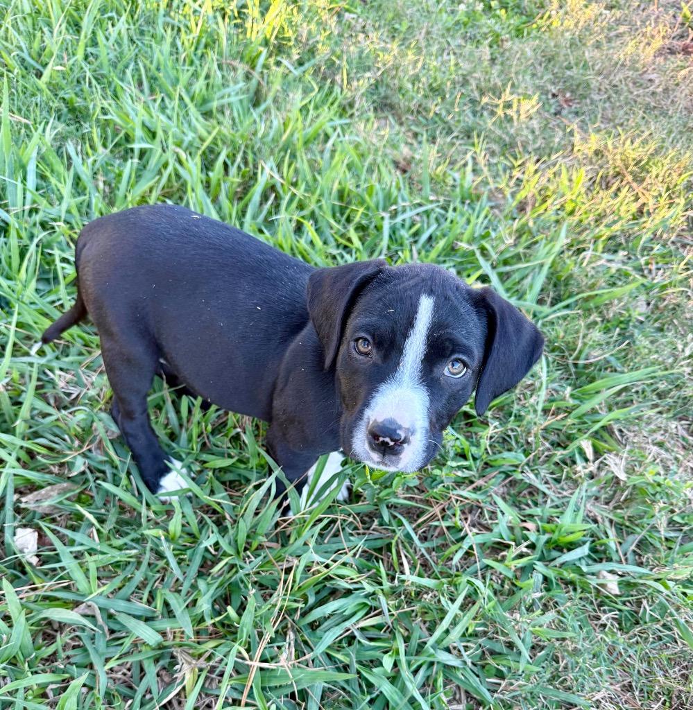 Enlarge Johanna, a Adoptable mixed breed in Alvin, TX image 1/3