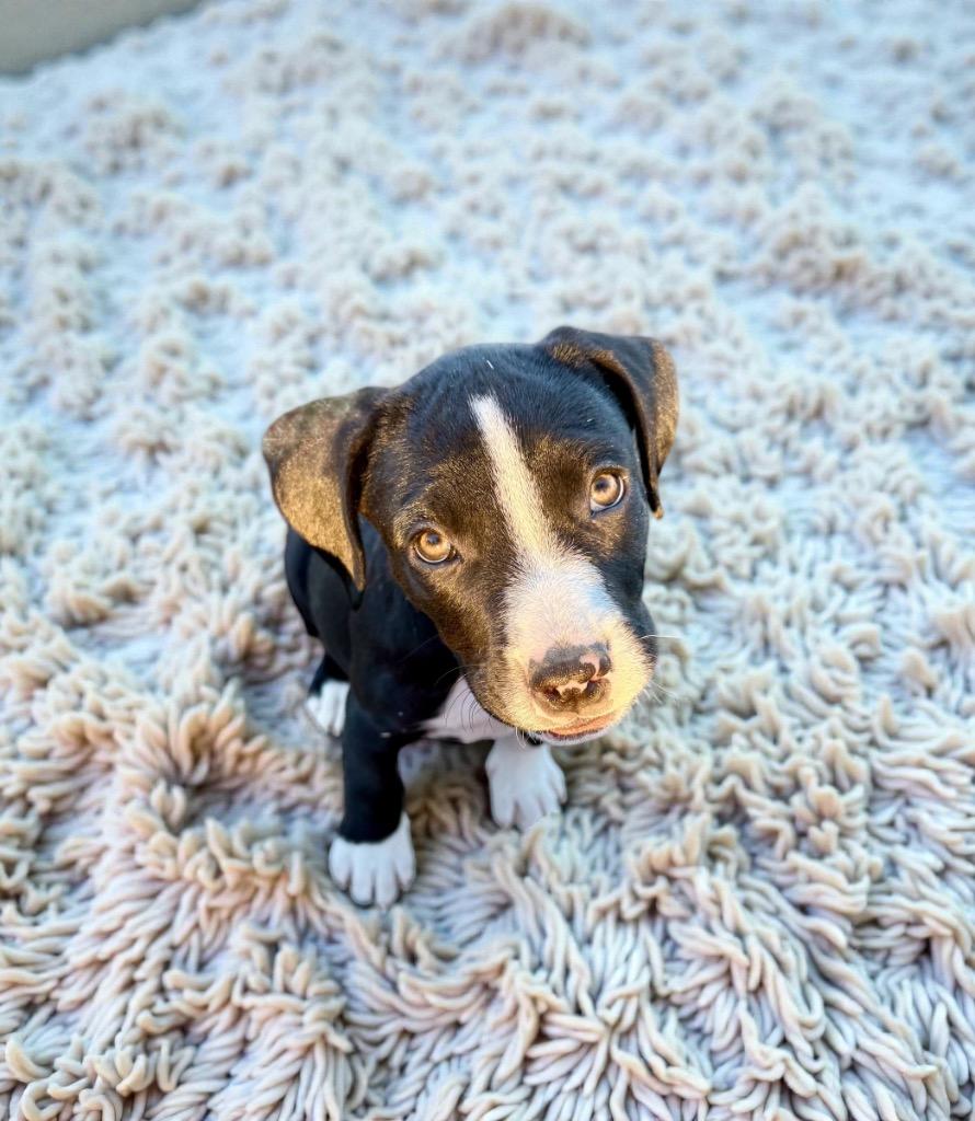 Enlarge Johanna, a Adoptable mixed breed in Alvin, TX image 2/3