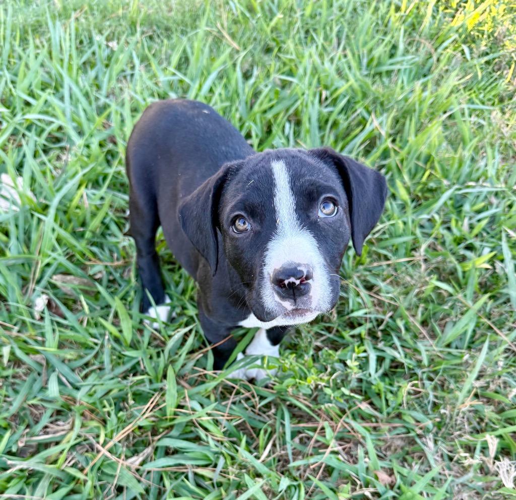 Enlarge Johanna, a Adoptable mixed breed in Alvin, TX image 3/3