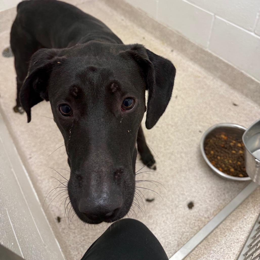Mac, Adoptable, Young Male Black Labrador Retriever & Boxer.