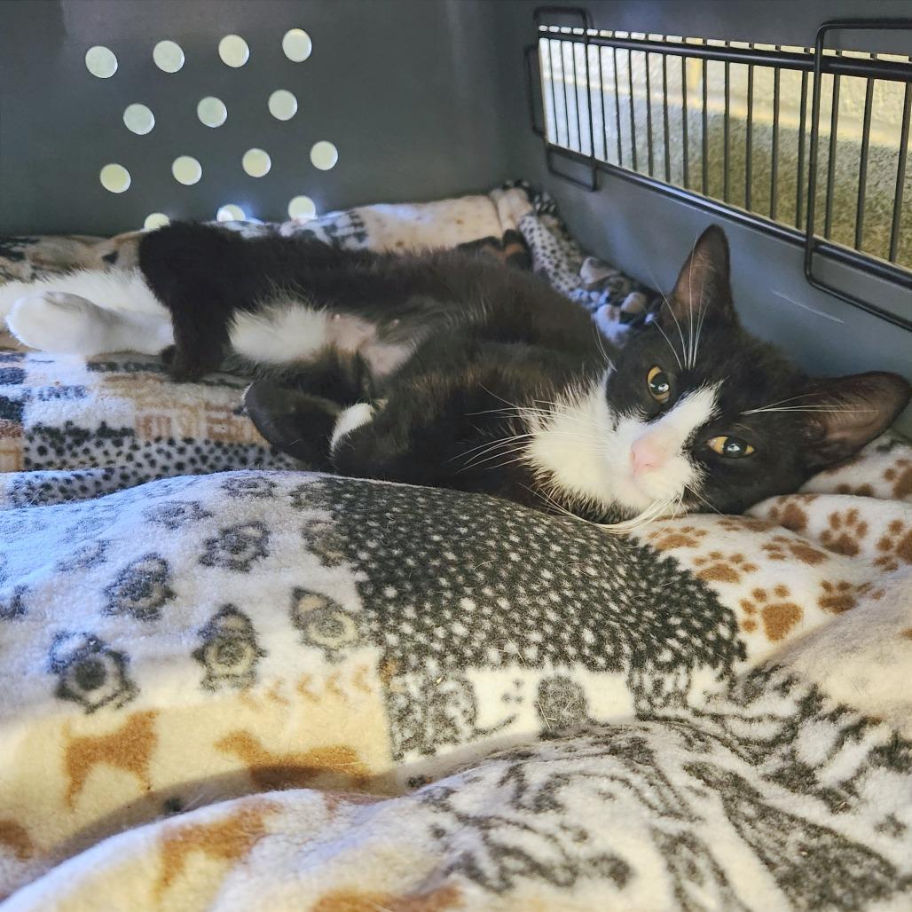 Layla, Adoptable, Adult Female Domestic Short Hair.