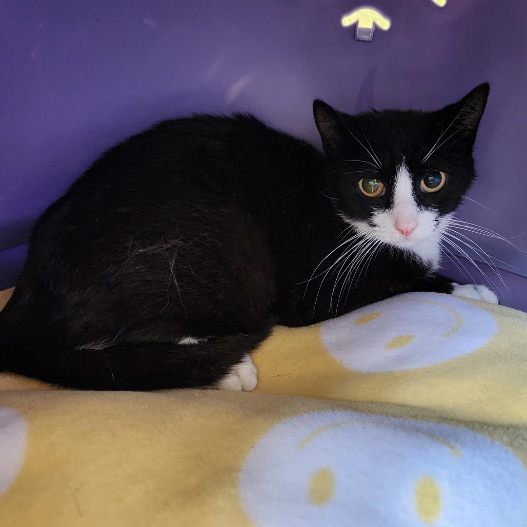 Layla, a Adoptable Domestic Short Hair in Naples, FL image 2/5