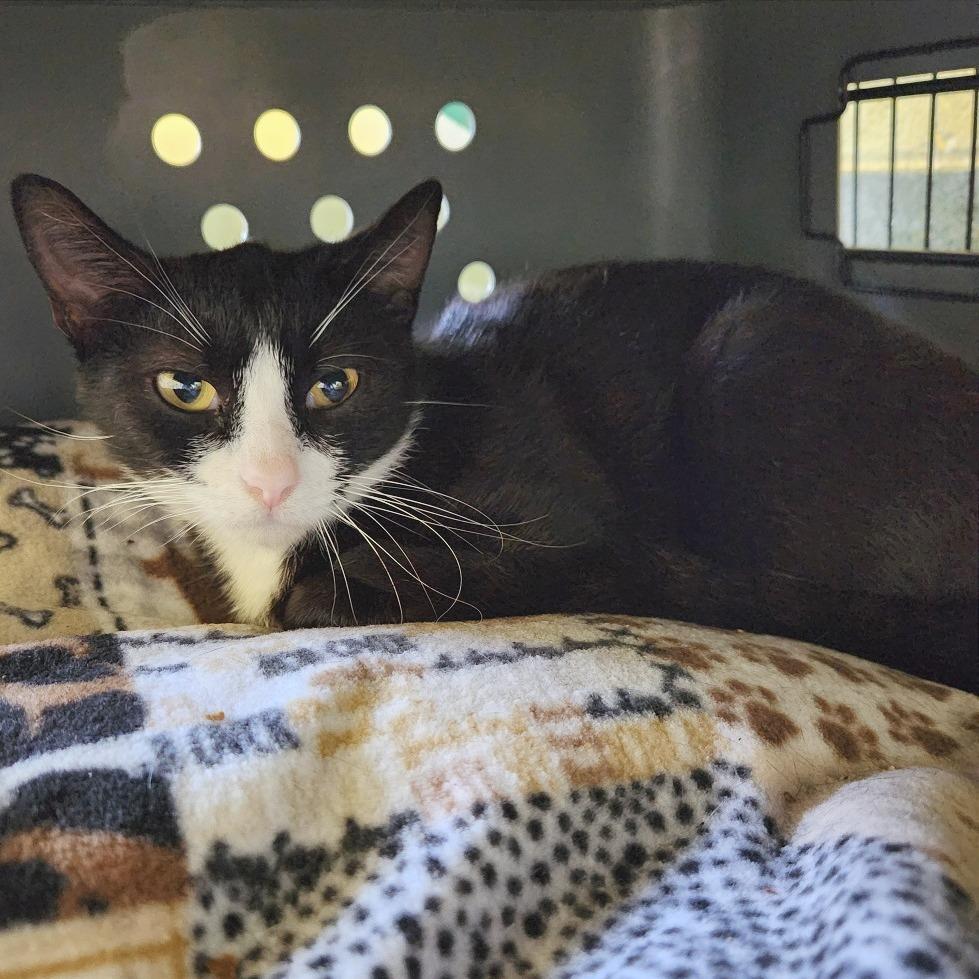 Layla, a Adoptable Domestic Short Hair in Naples, FL image 3/5