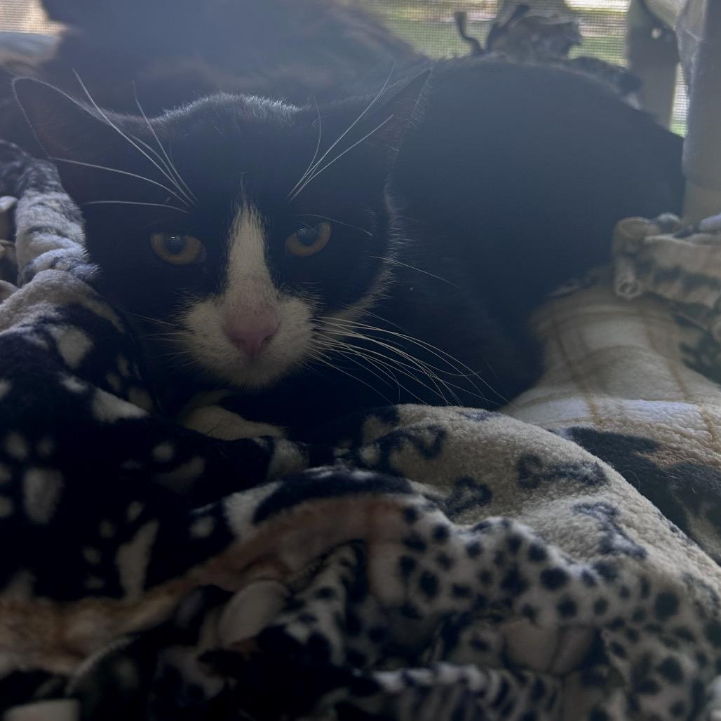 Layla, a Adoptable Domestic Short Hair in Naples, FL image 4/5