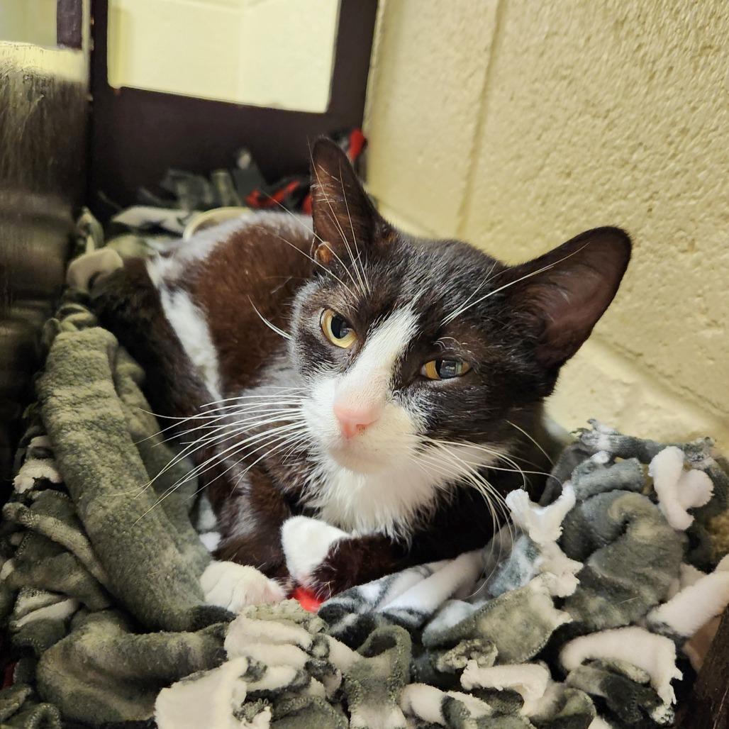 Layla, a Adoptable Domestic Short Hair in Naples, FL image 5/5