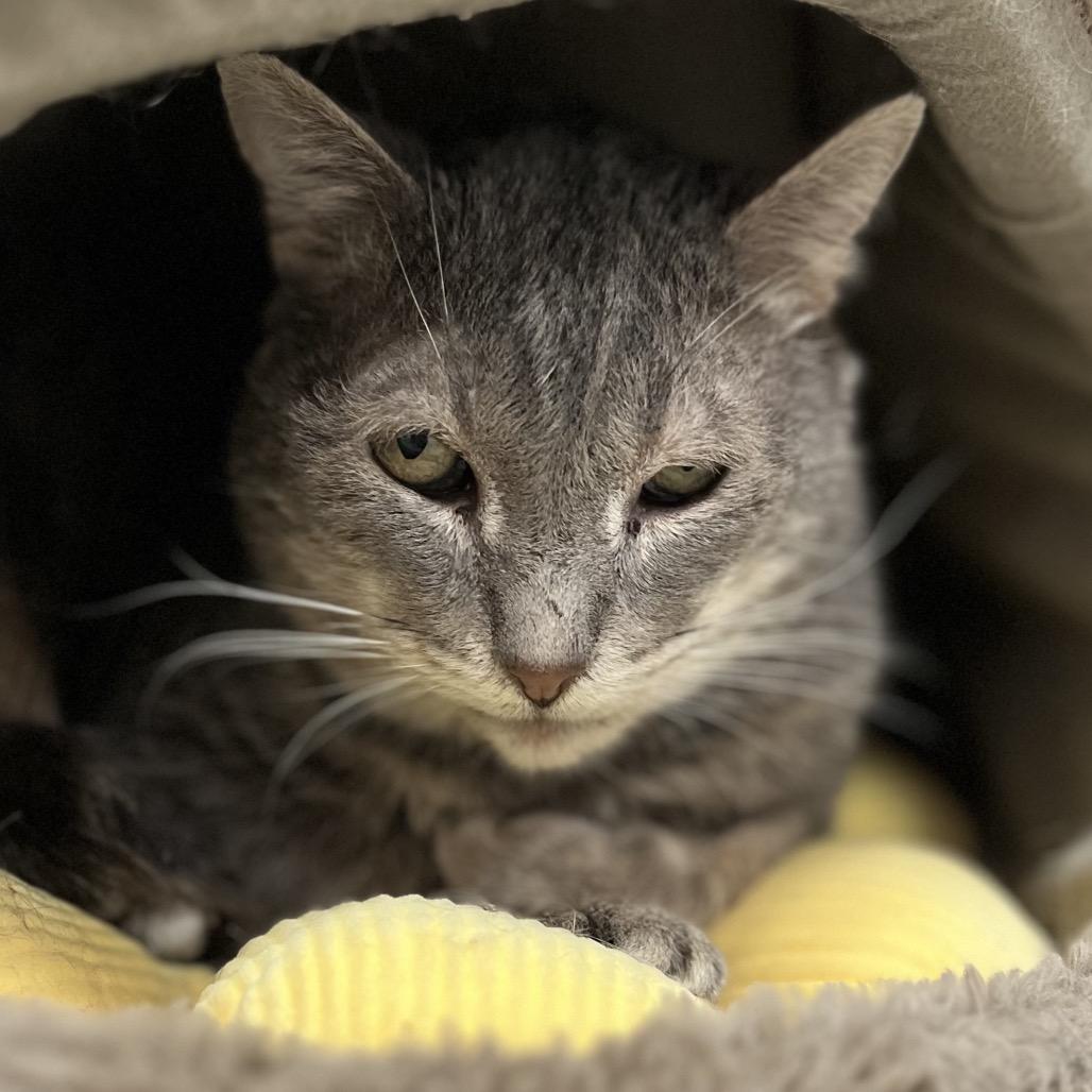 Mr.Grey, Adoptable, Senior Male Domestic Short Hair.