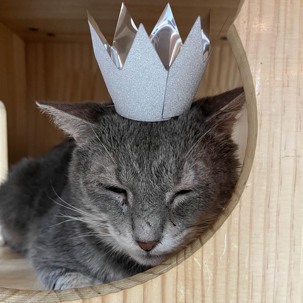 Enlarge Mr.Grey, a Adoptable Domestic Short Hair in Yucca Valley, CA image 2/6