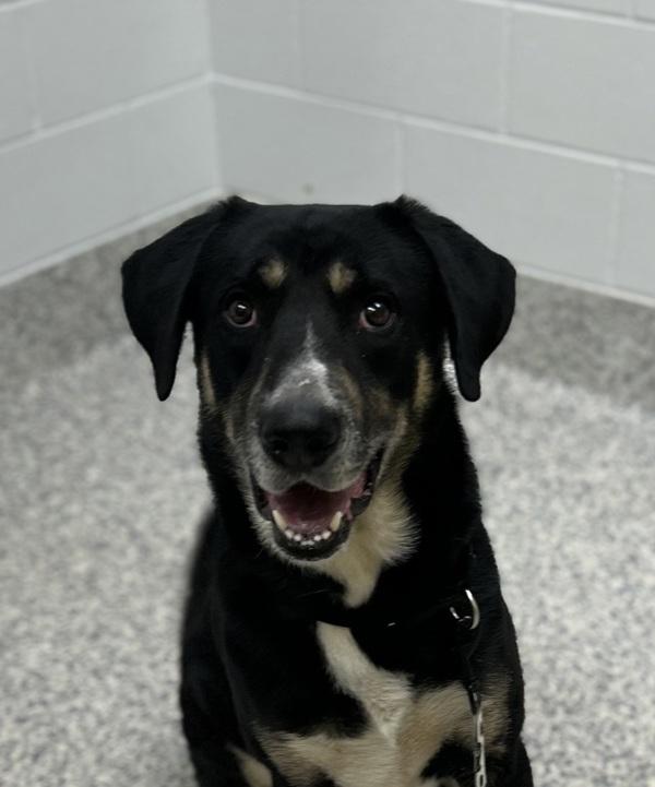 Spots, Adoptable, Adult Male German Shepherd Dog & Rhodesian Ridgeback.