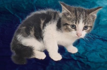 Enlarge ShortCake, a Adoptable mixed breed in Simcoe, ON image 1/1
