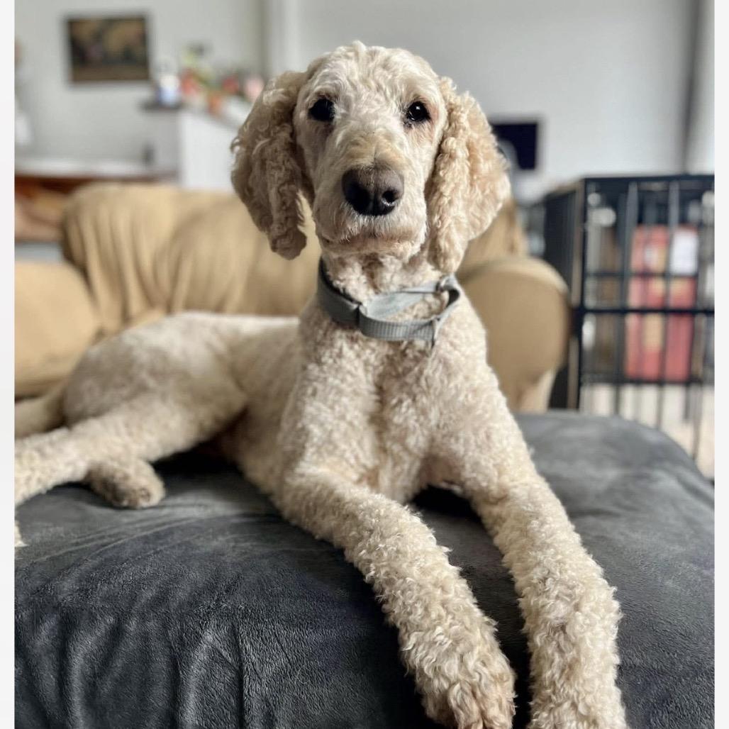 Landon, Adoptable, Adult Male Standard Poodle.