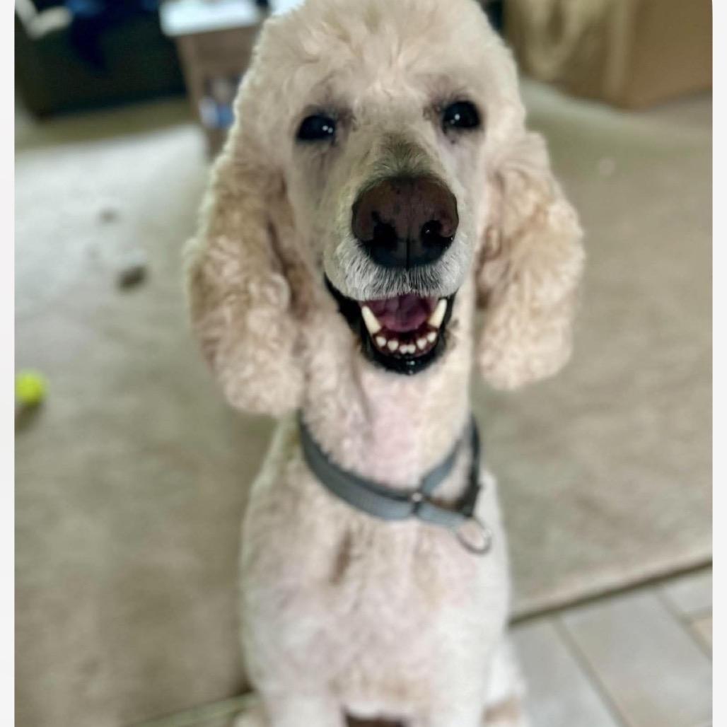 Enlarge Landon, a Adoptable Standard Poodle in Normal, IL image 2/6