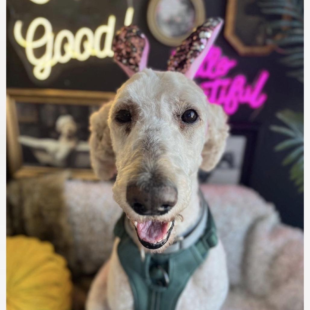 Enlarge Landon, a Adoptable Standard Poodle in Normal, IL image 3/6