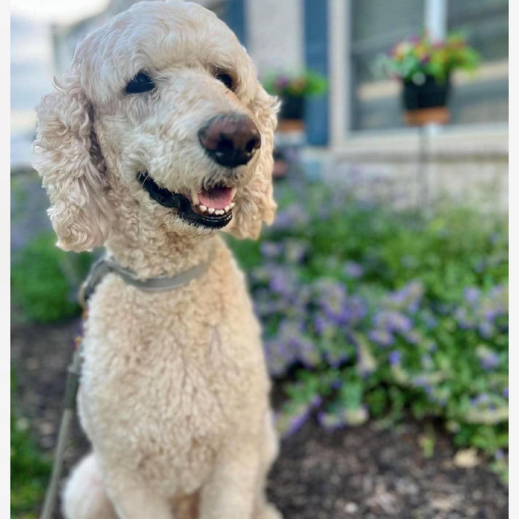 Enlarge Landon, a Adoptable Standard Poodle in Normal, IL image 4/6