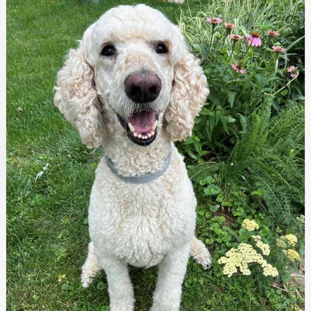Enlarge Landon, a Adoptable Standard Poodle in Normal, IL image 5/6