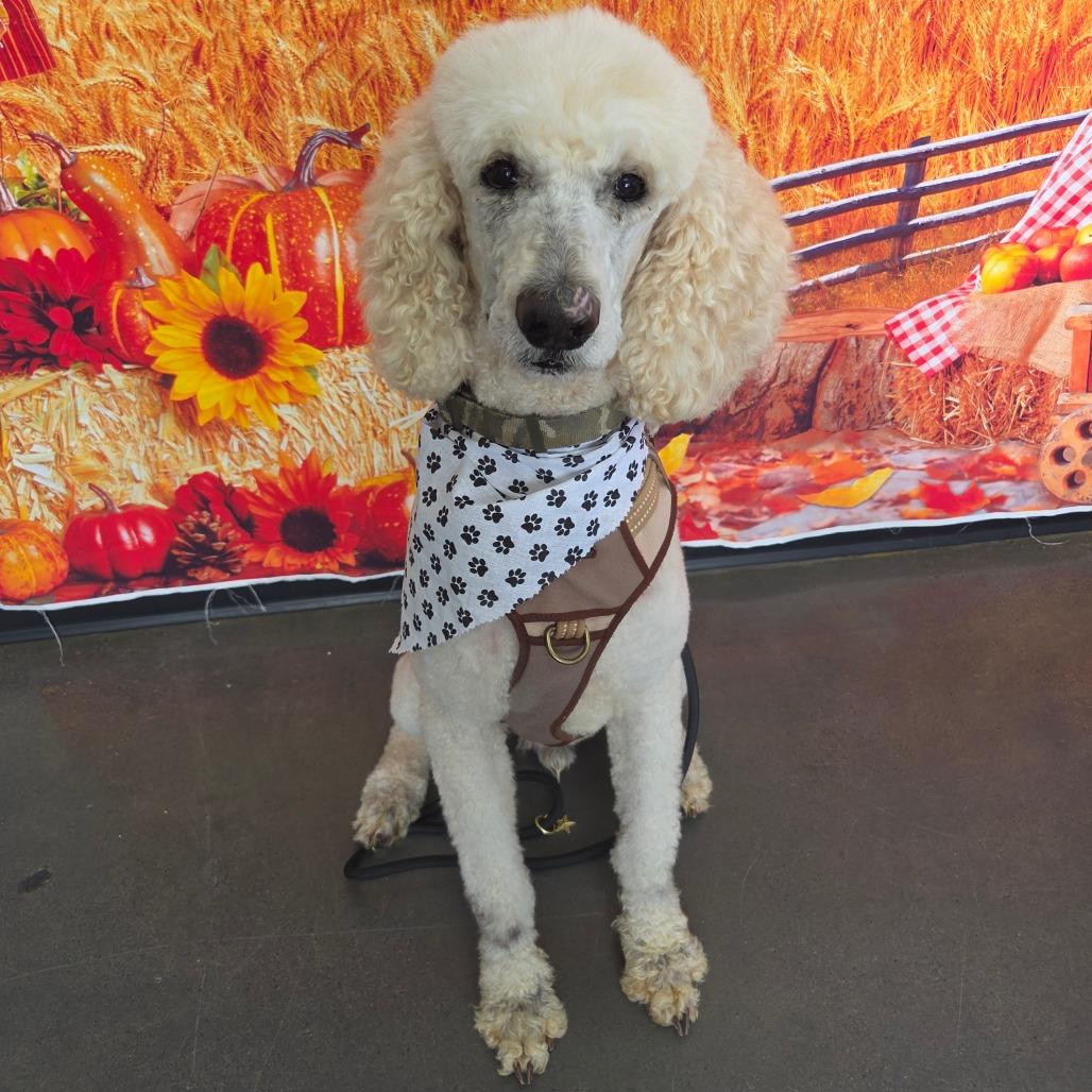 Enlarge Landon, a Adoptable Standard Poodle in Normal, IL image 6/6