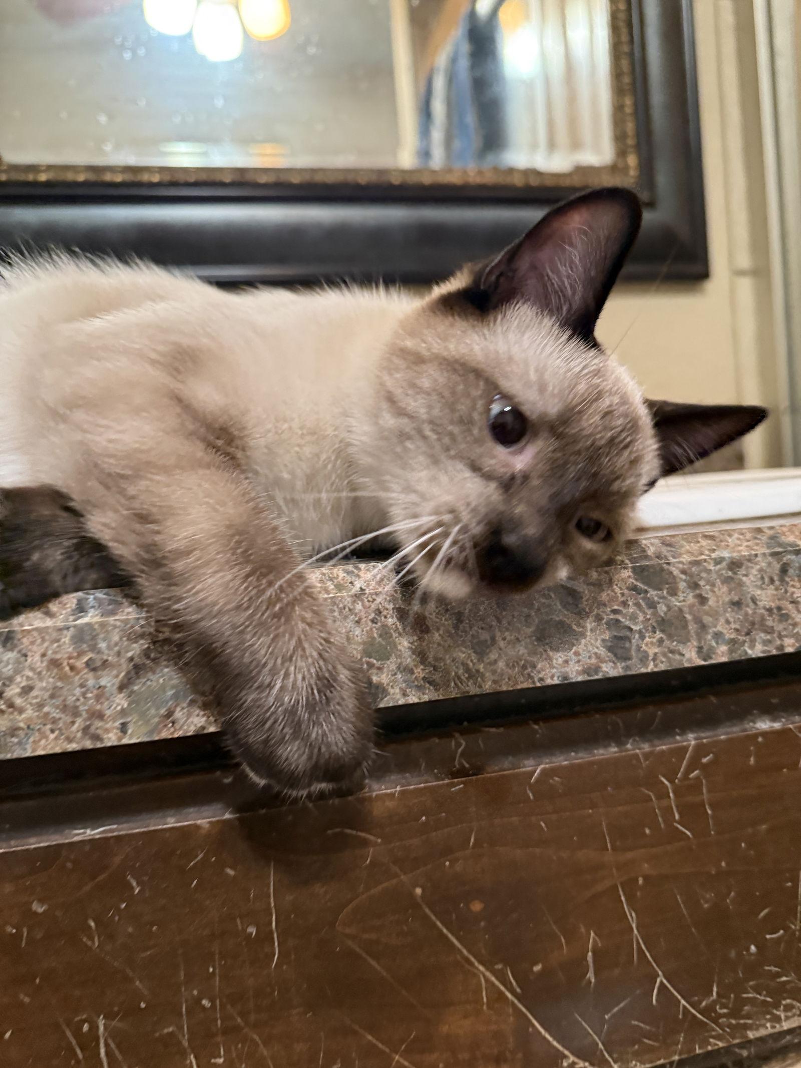 Enlarge Oliver, a Adoptable Domestic Short Hair in Mesquite, TX image 1/3