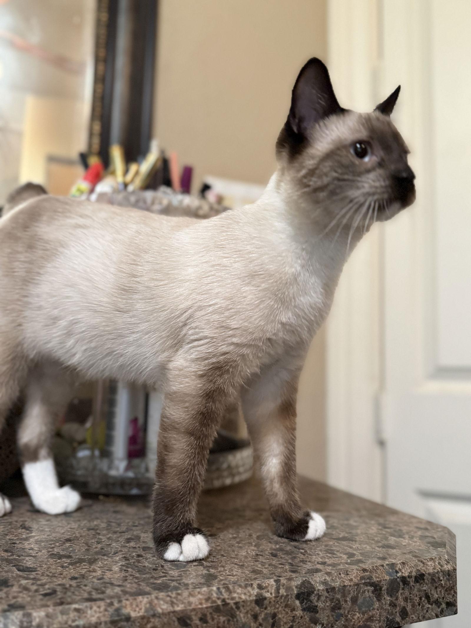 Enlarge Oliver, a Adoptable Domestic Short Hair in Mesquite, TX image 3/3