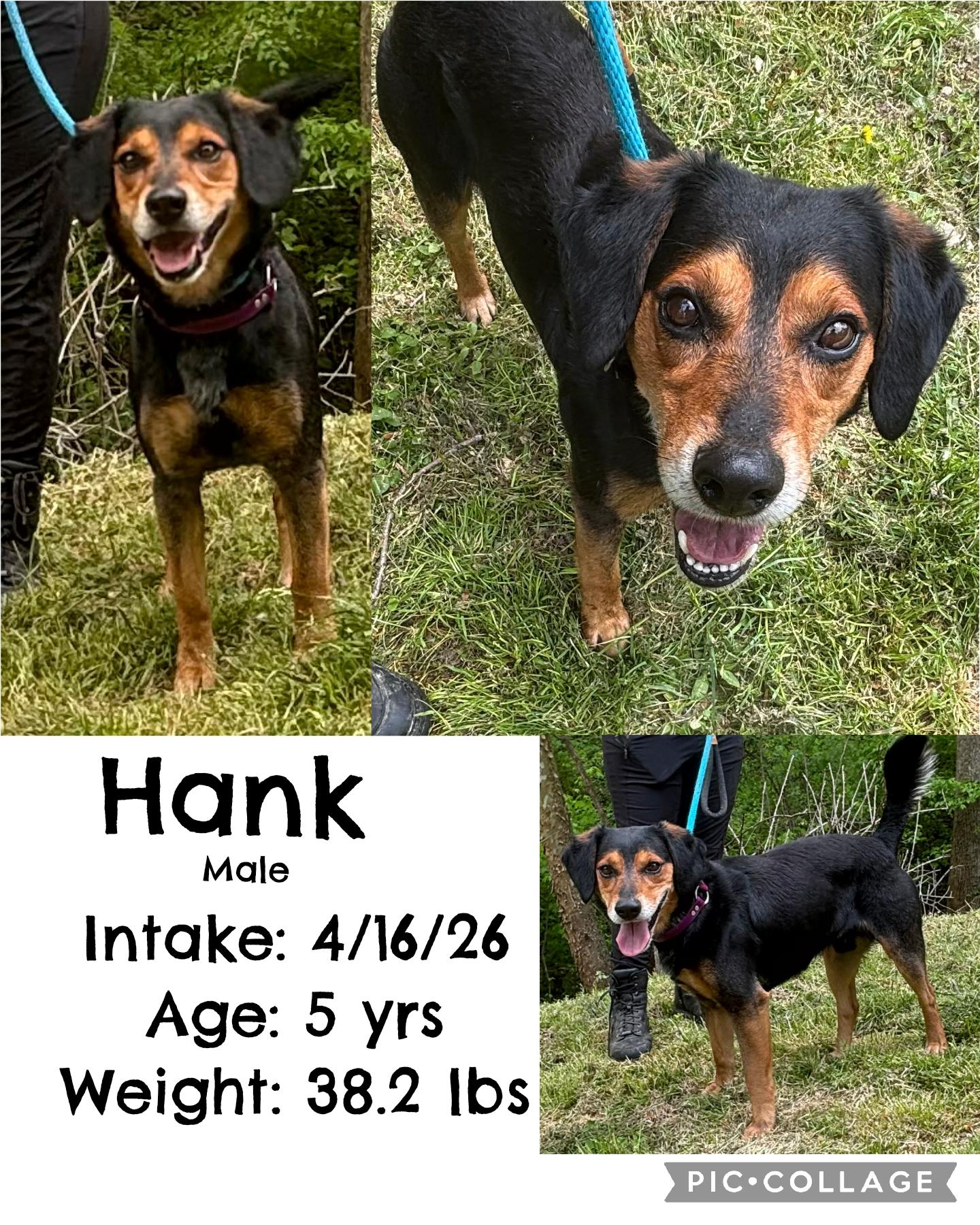 Enlarge Hank, a ADOPTABLE Beagle in Staffordsville, KY image 1/1