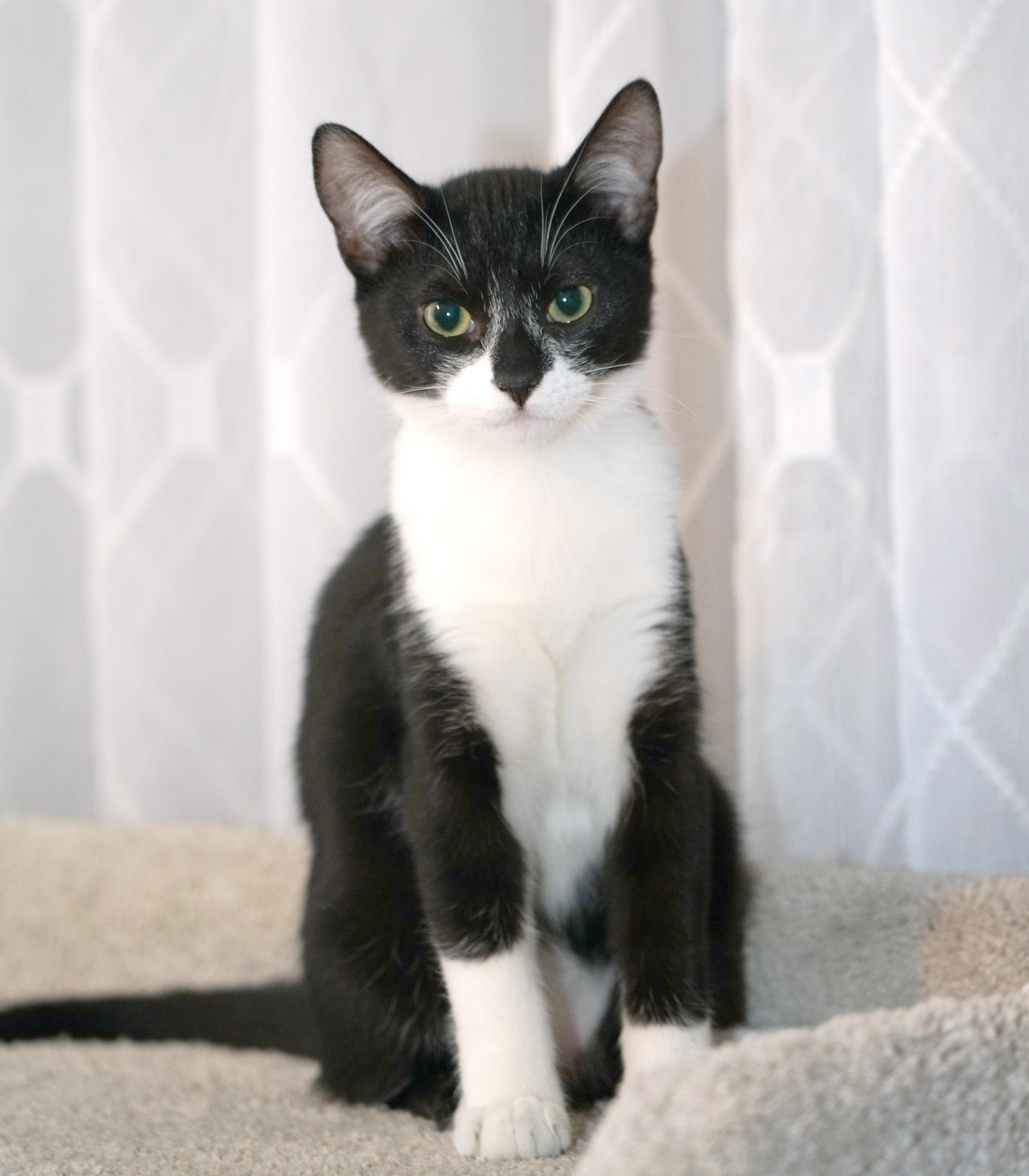 Sammy, Adoptable, Kitten Male Domestic Short Hair.