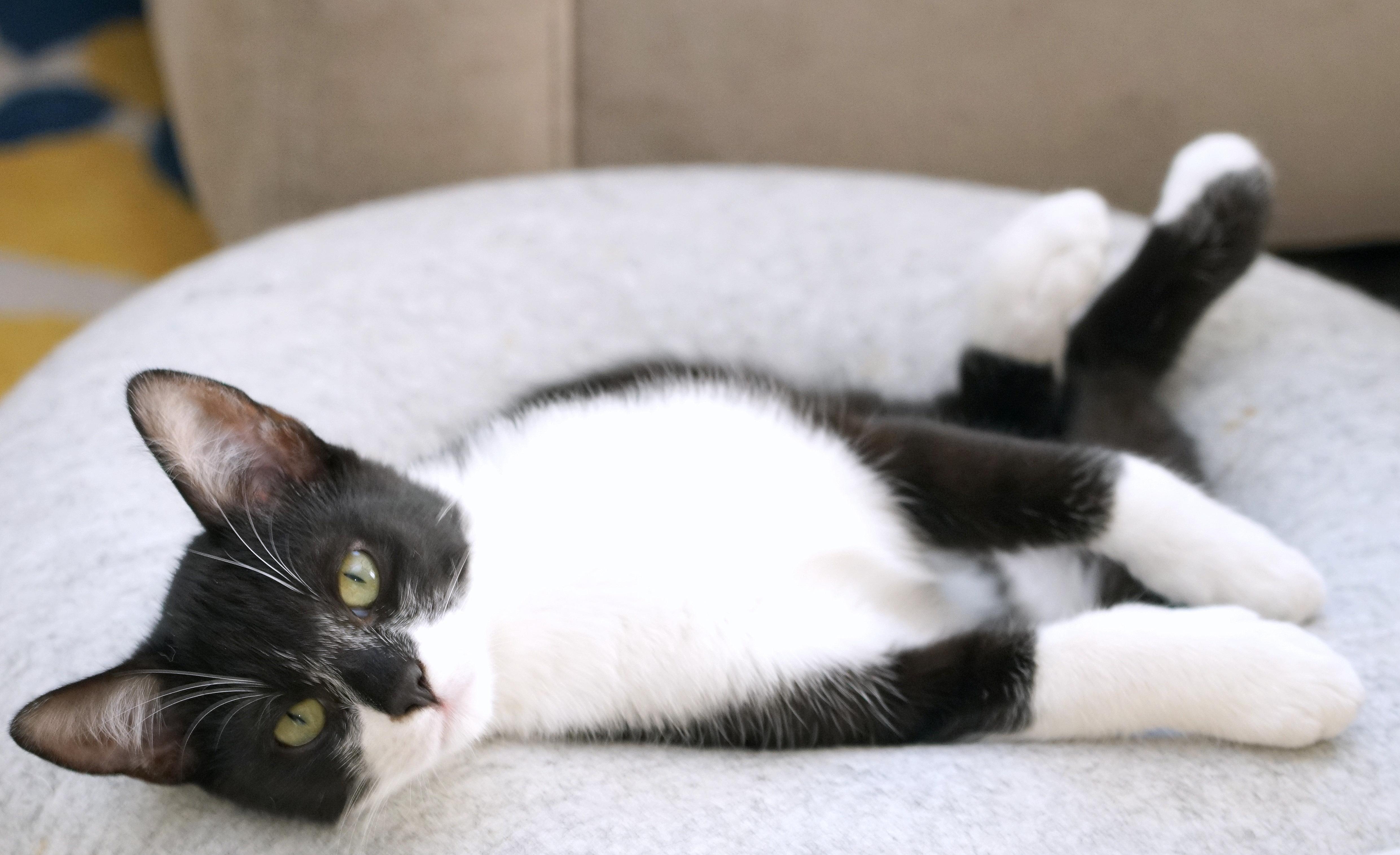 Enlarge Sammy, a Adoptable Domestic Short Hair in Rocklin, CA image 2/6