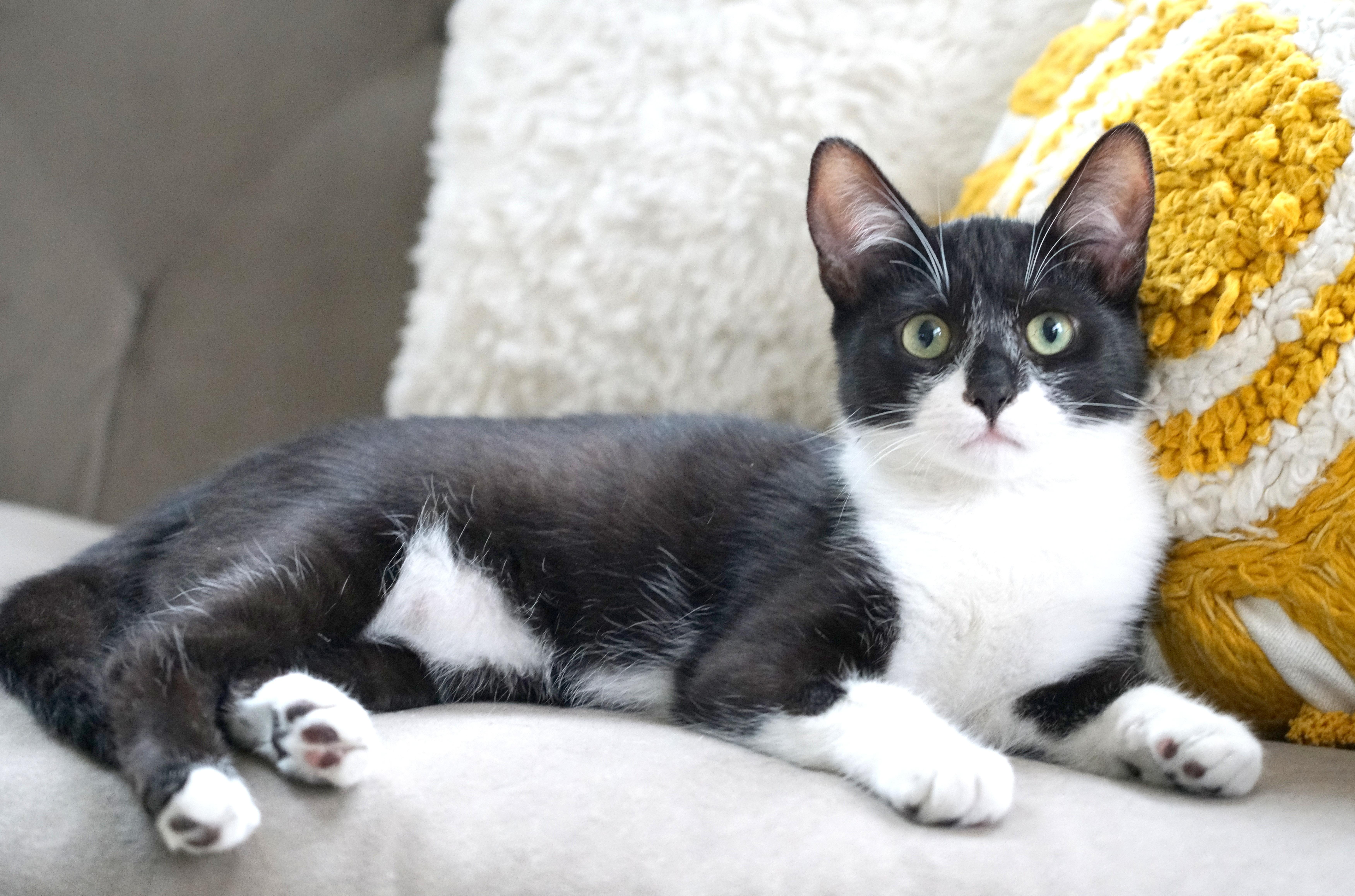 Enlarge Sammy, a Adoptable Domestic Short Hair in Rocklin, CA image 3/6