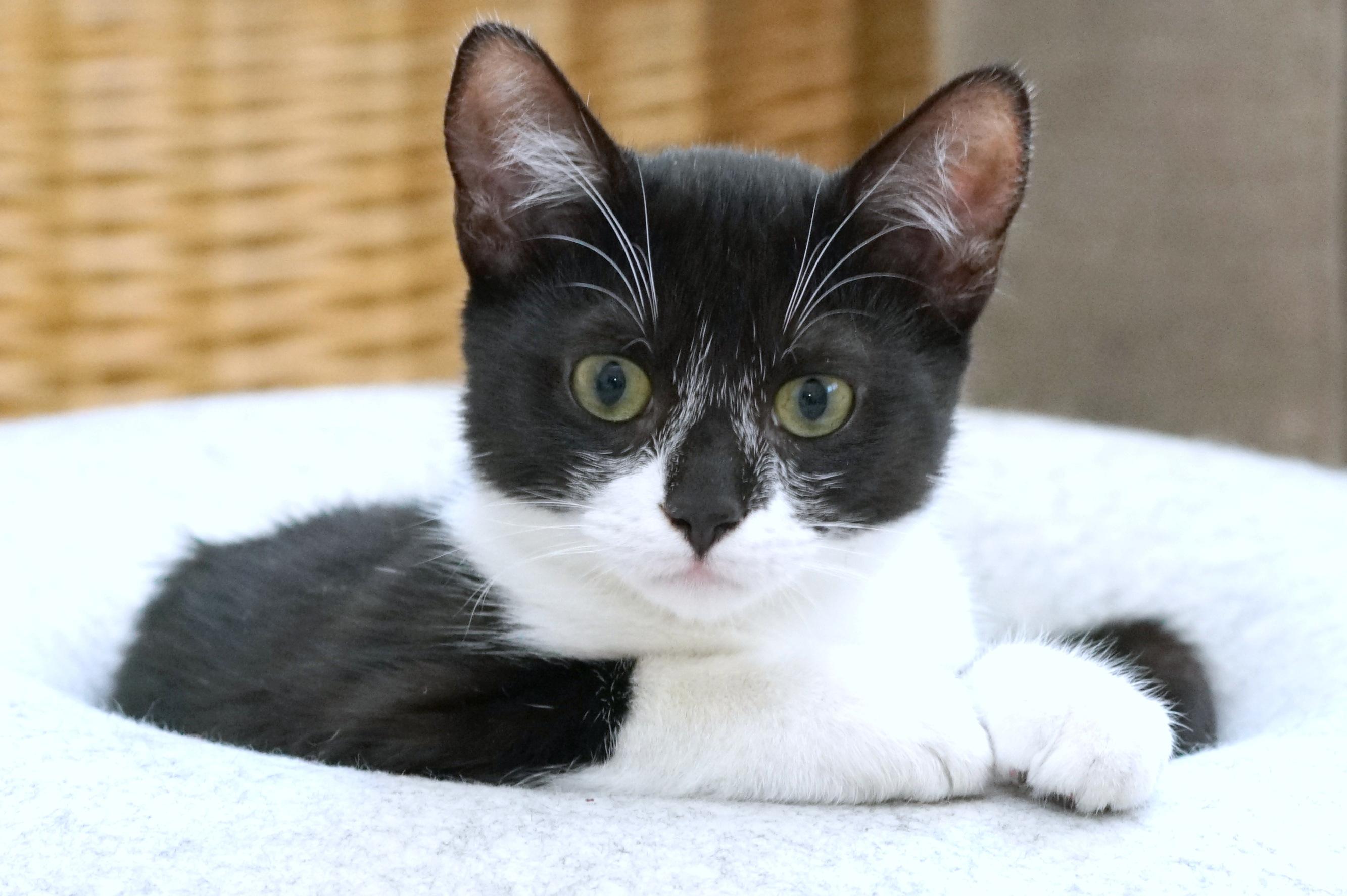 Enlarge Sammy, a Adoptable Domestic Short Hair in Rocklin, CA image 4/6