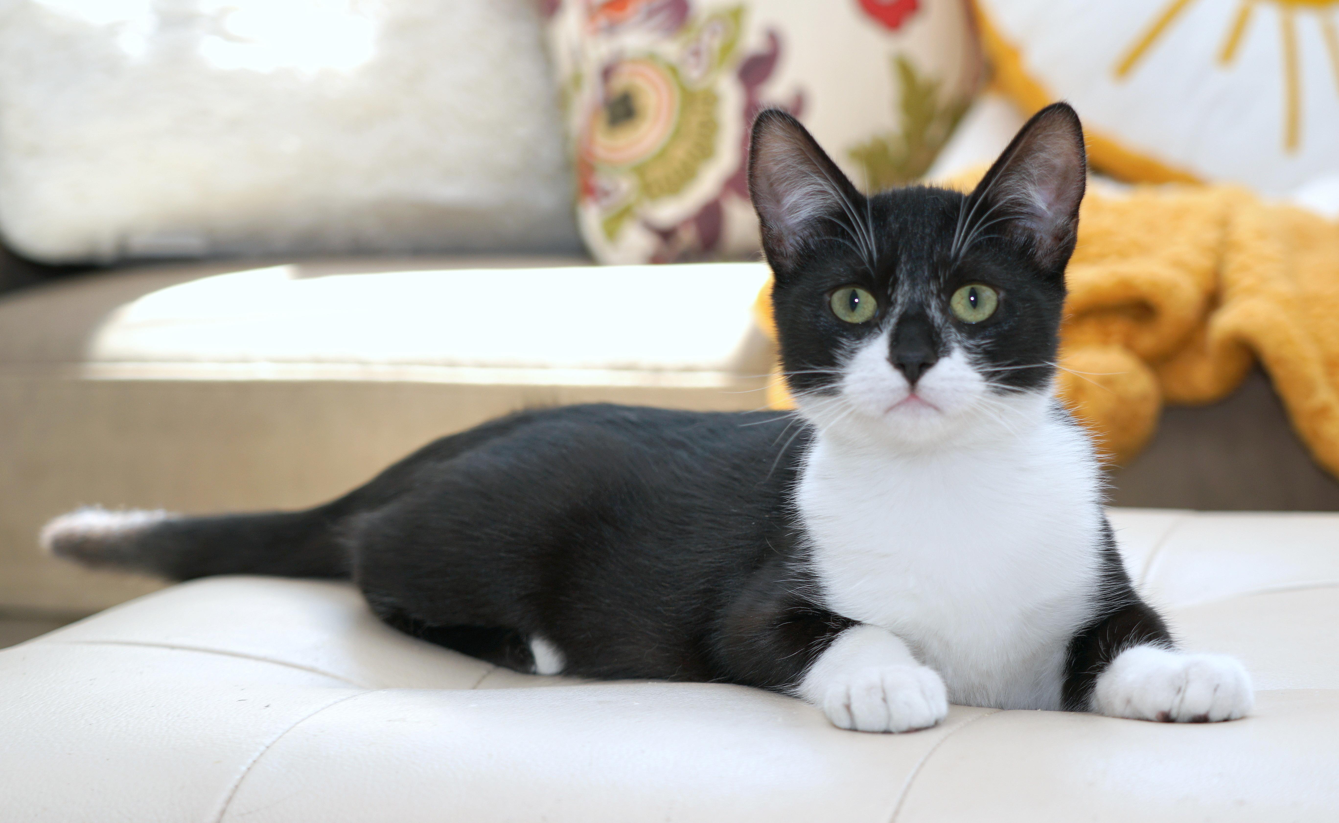 Enlarge Sammy, a Adoptable Domestic Short Hair in Rocklin, CA image 5/6