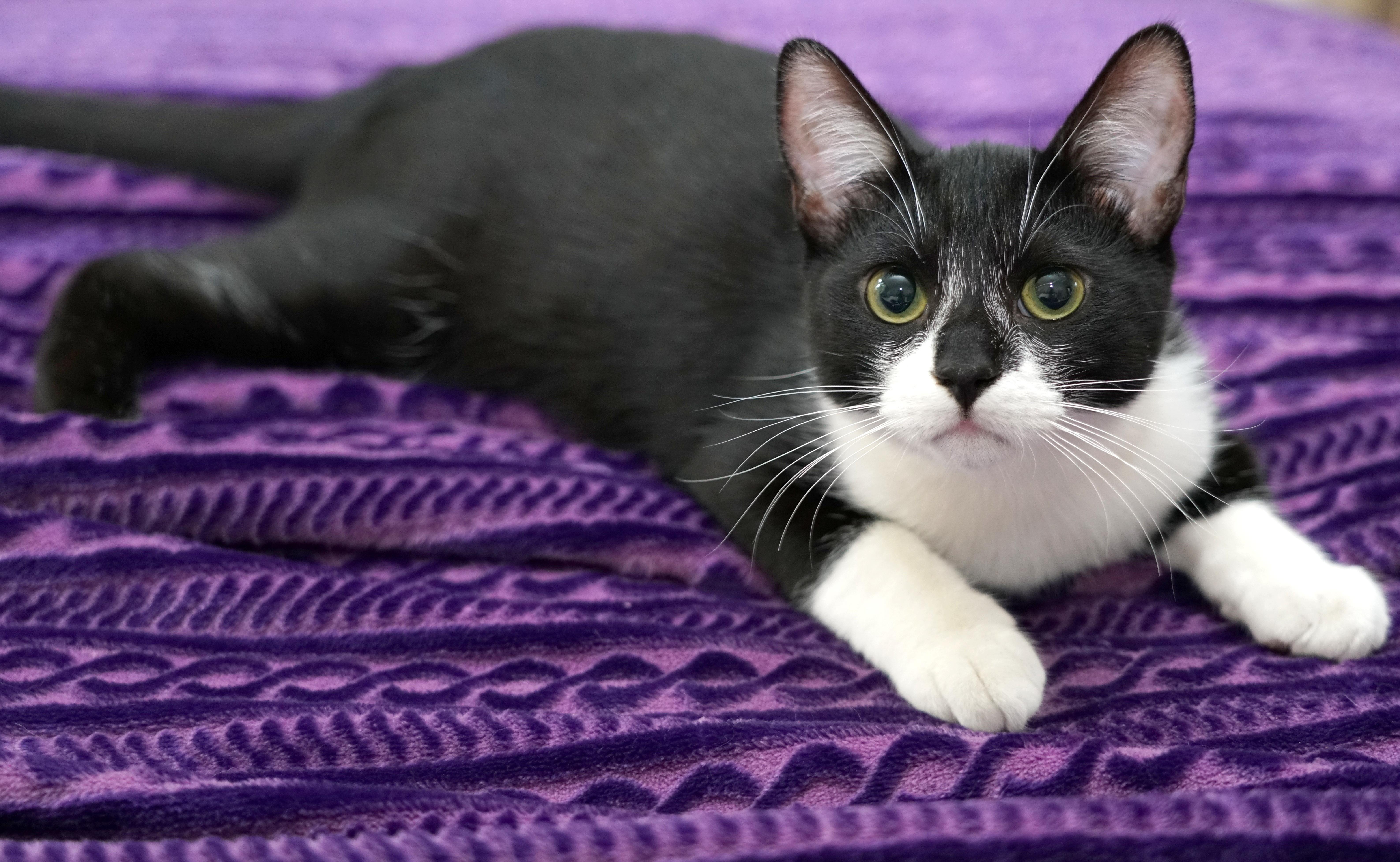 Enlarge Sammy, a Adoptable Domestic Short Hair in Rocklin, CA image 6/6