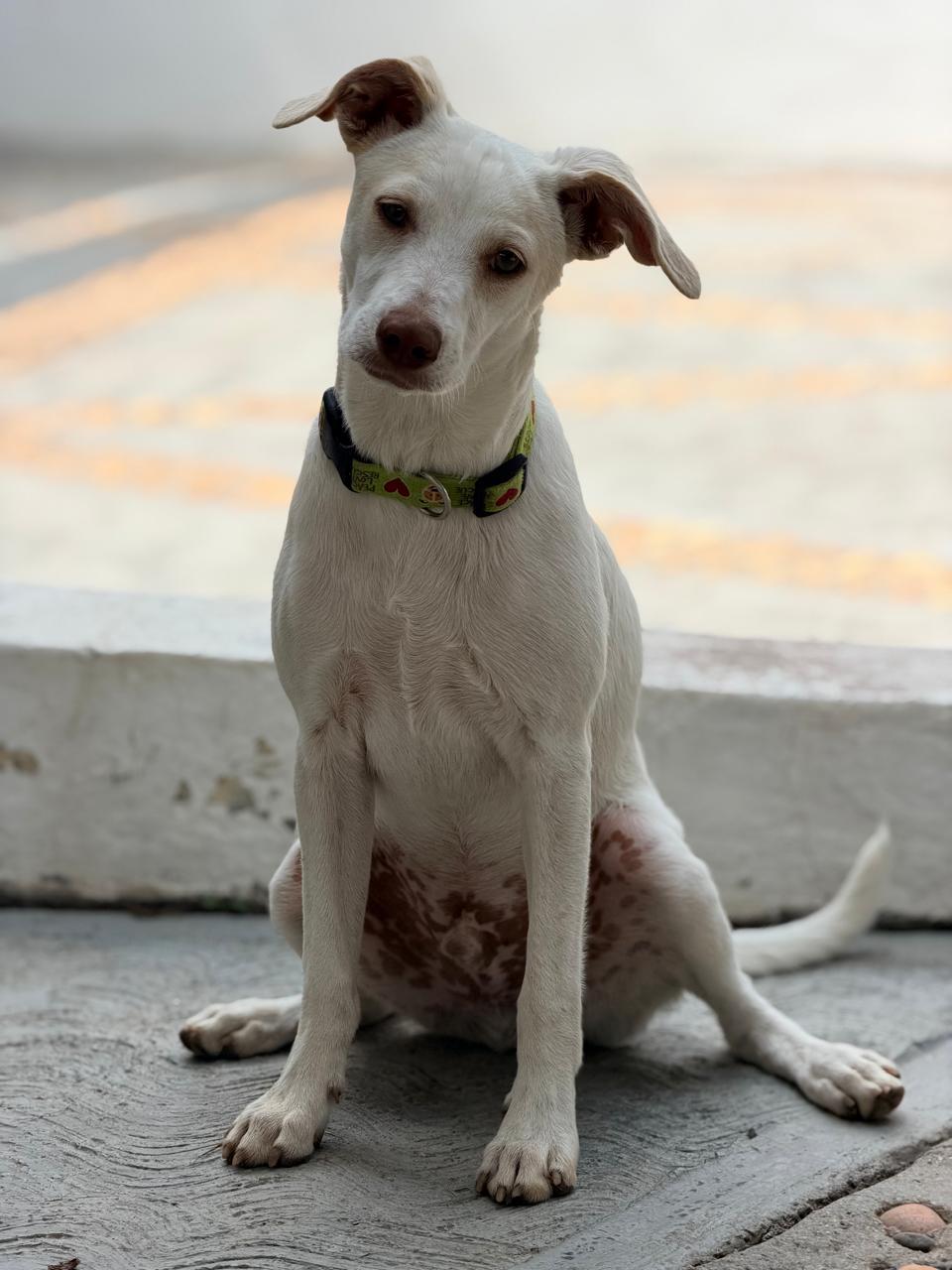 Enlarge Mochi, a Adoptable mixed breed in Manvel, TX image 5/6