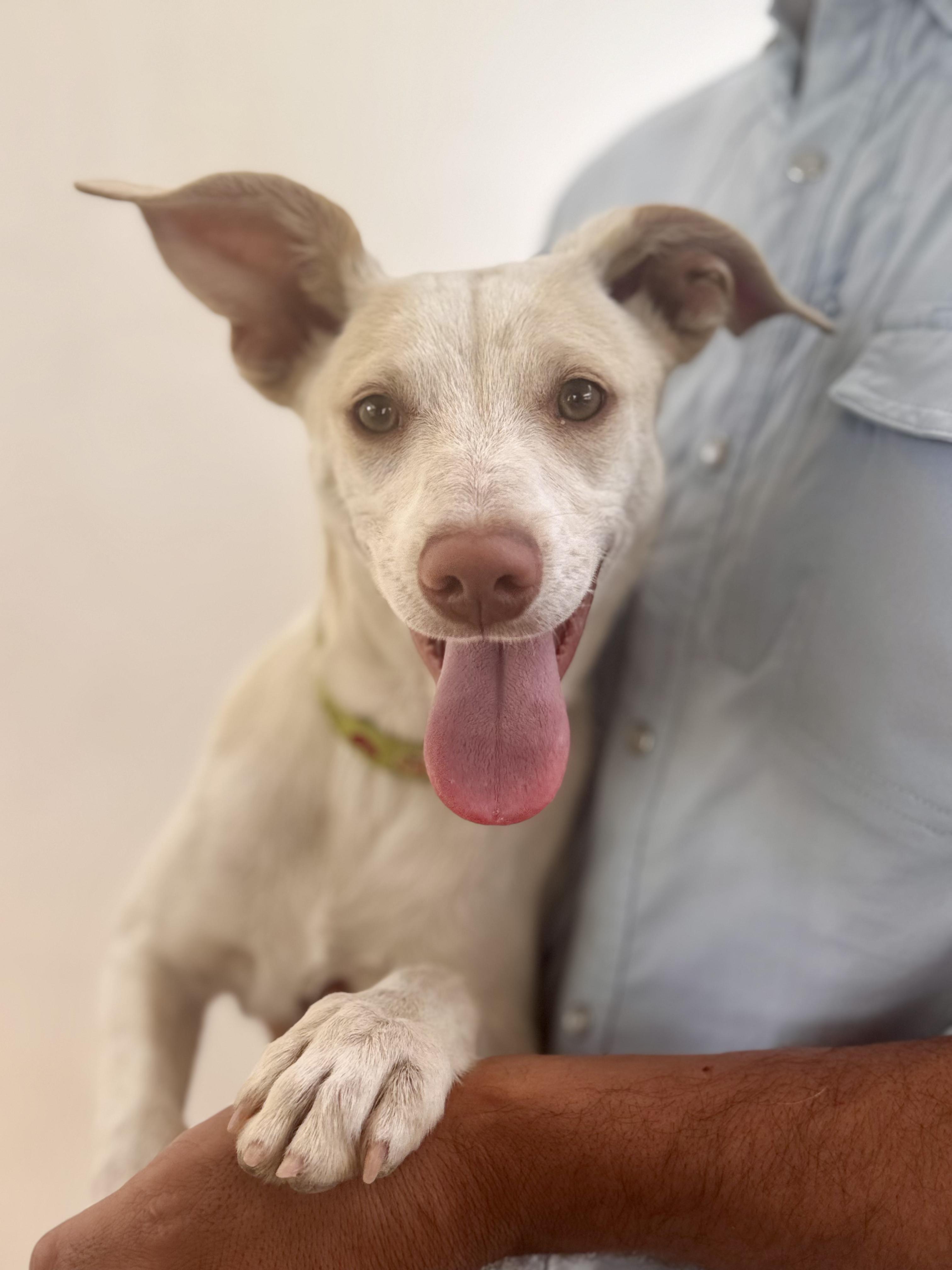 Mochi, Adoptable, Young Male Labrador Retriever & Terrier.