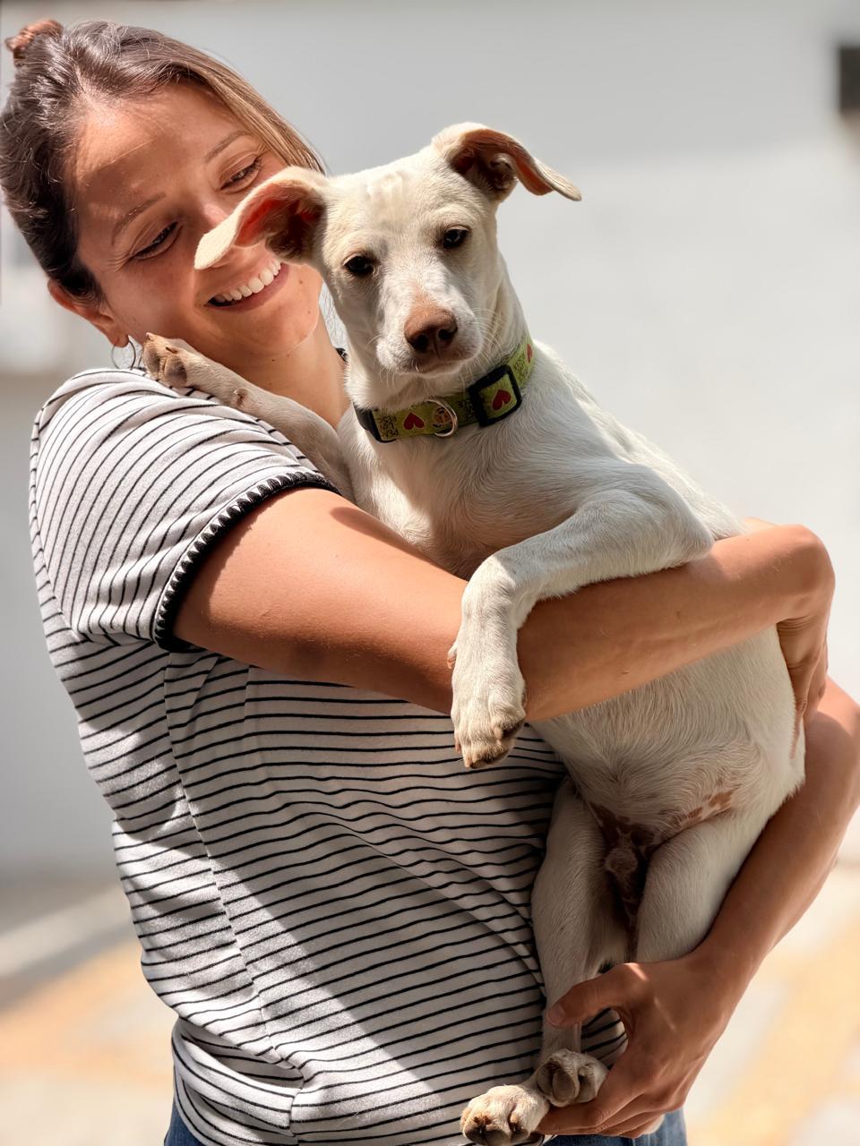 Enlarge Mochi, a Adoptable mixed breed in Manvel, TX image 6/6